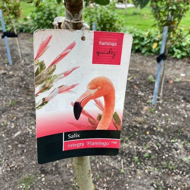 Salix integra Hakuro nishiki, Bonte wilg, flamingoboom, Vaste plant