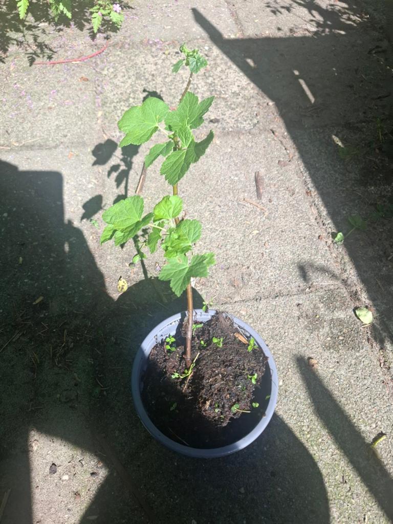 Stekjes aalbes aalbessen moestuin, Ophalen, Minder dan 100 cm, Overige soorten, Zomer