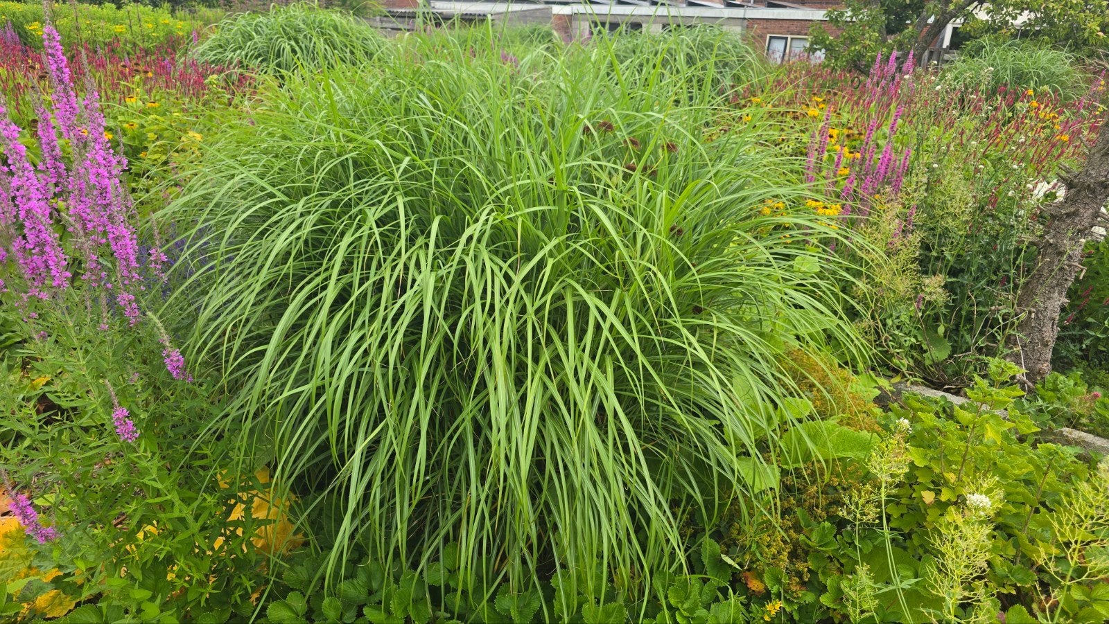 Grote Miscanthus (Siergras) - Gratis, zelf uitscheppen, Tuin en Terras, Ophalen, Siergrassen, Volle zon