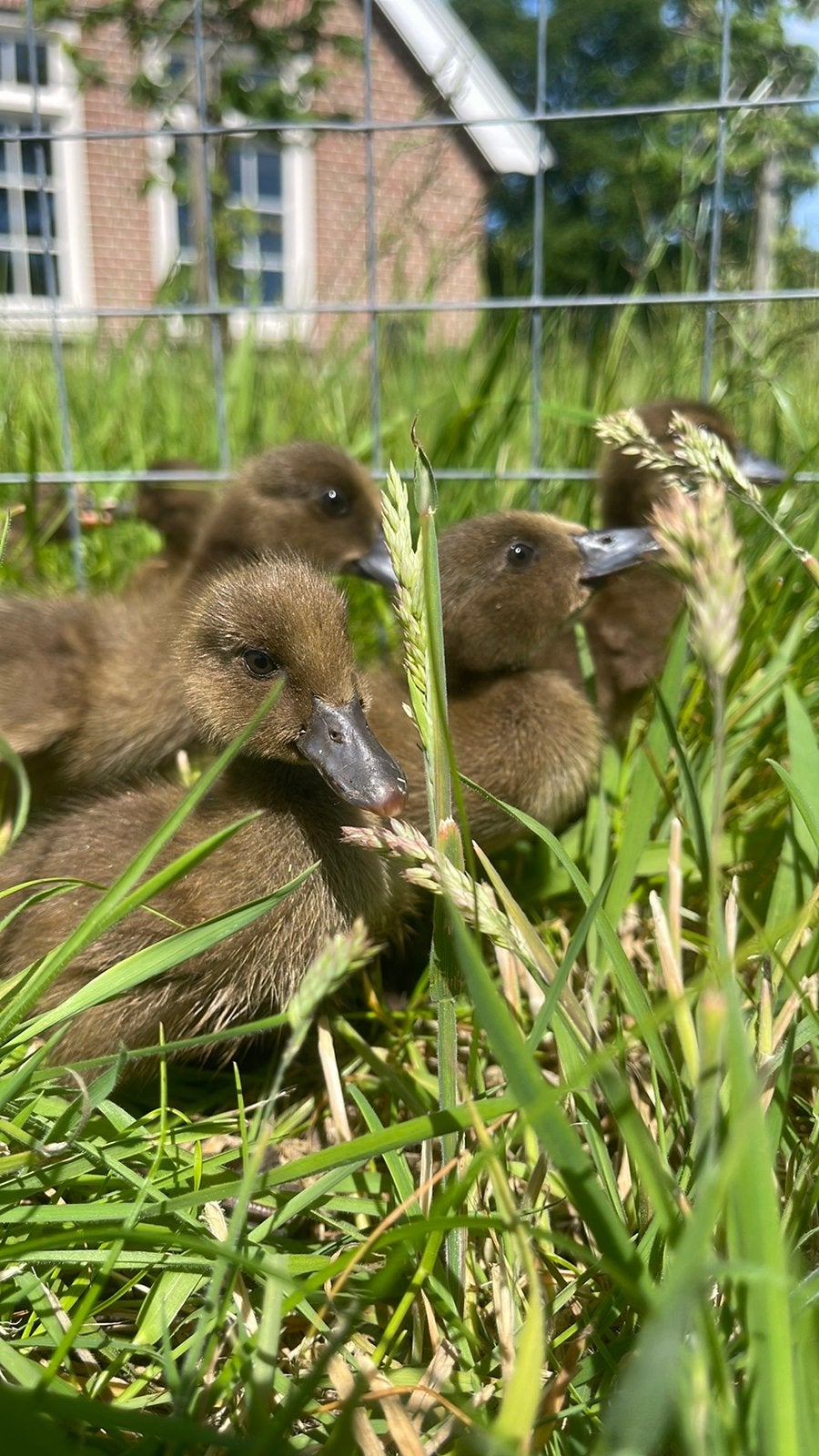 Khaki campbell eenden kuikens, Dieren en Toebehoren, Pluimvee, Meerdere dieren, Eend