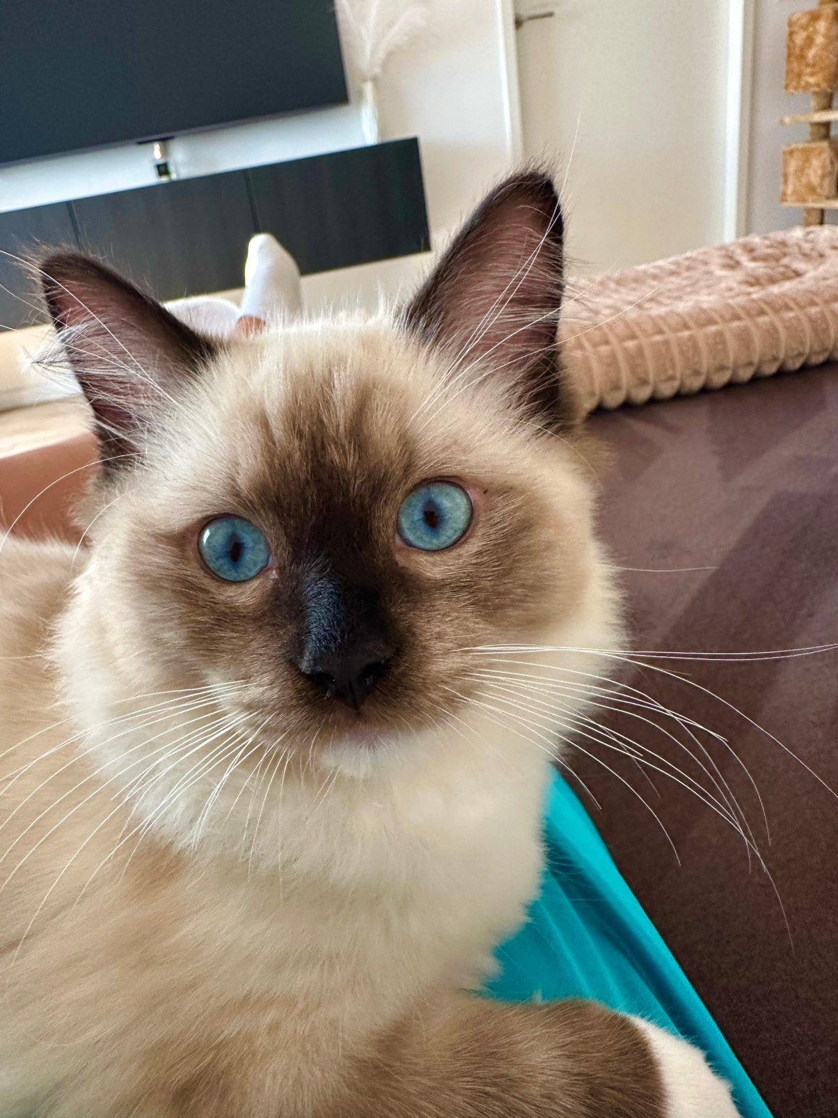 Prachtige 100% Ragdoll kater zoekt een liefdevol huisje, Kater, Ontwormd, 0 tot 2 jaar
