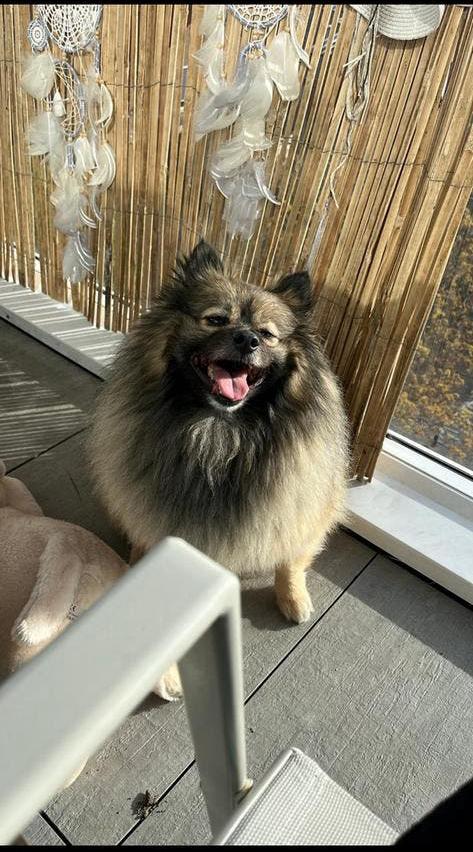 Kleine honden oppas aangeboden Westland, Diensten en Vakmensen, Dieren | Honden | Verzorging, Oppas en Les, Particuliere oppas