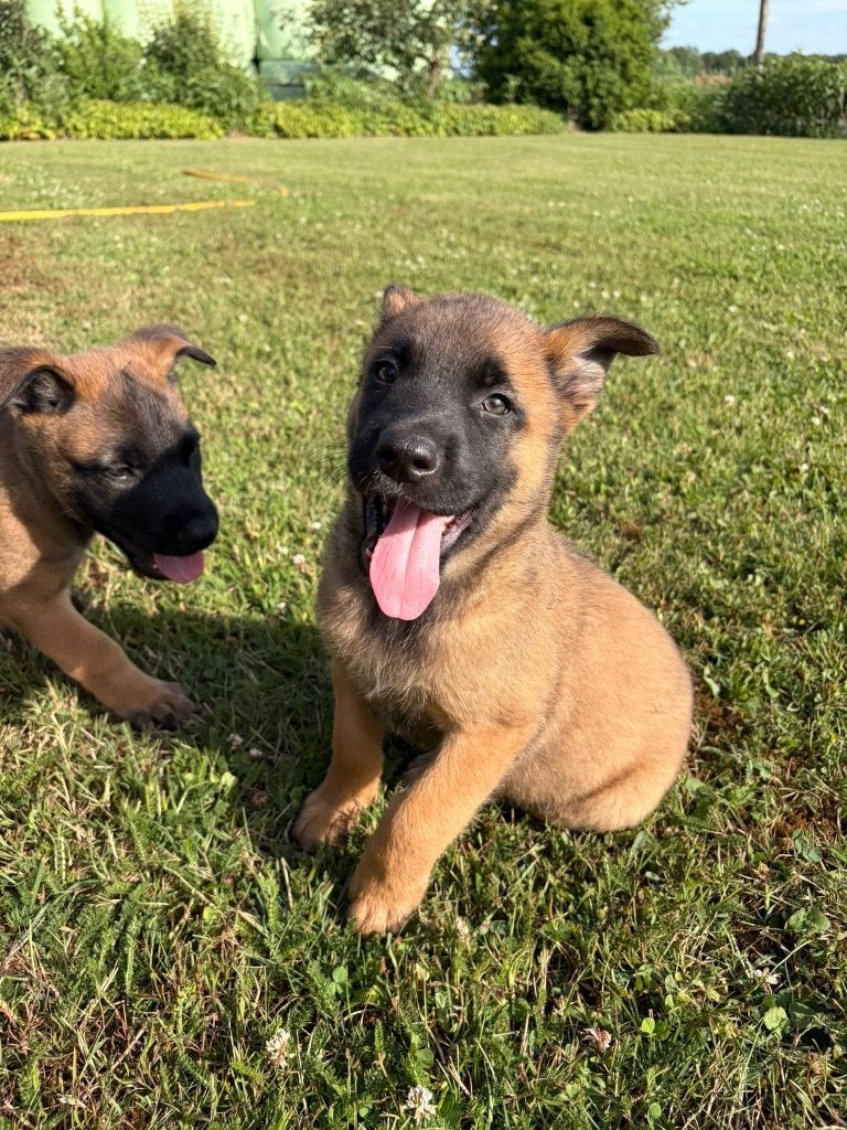 Mechelse Herder puppy's te koop, Dieren en Toebehoren, Honden | Herdershonden en Veedrijvers, Parvo, 8 tot 15 weken, Meerdere