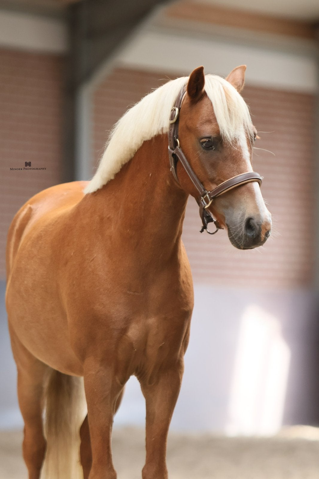 9 jarige B pony ruin gereden en beleerd voor de wagen, Gechipt, Ruin, L, 7 tot 10 jaar