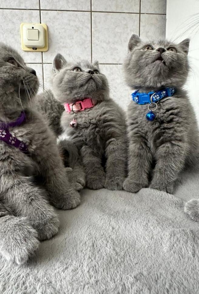 Britse korthaar kittens, Poes, Ontwormd