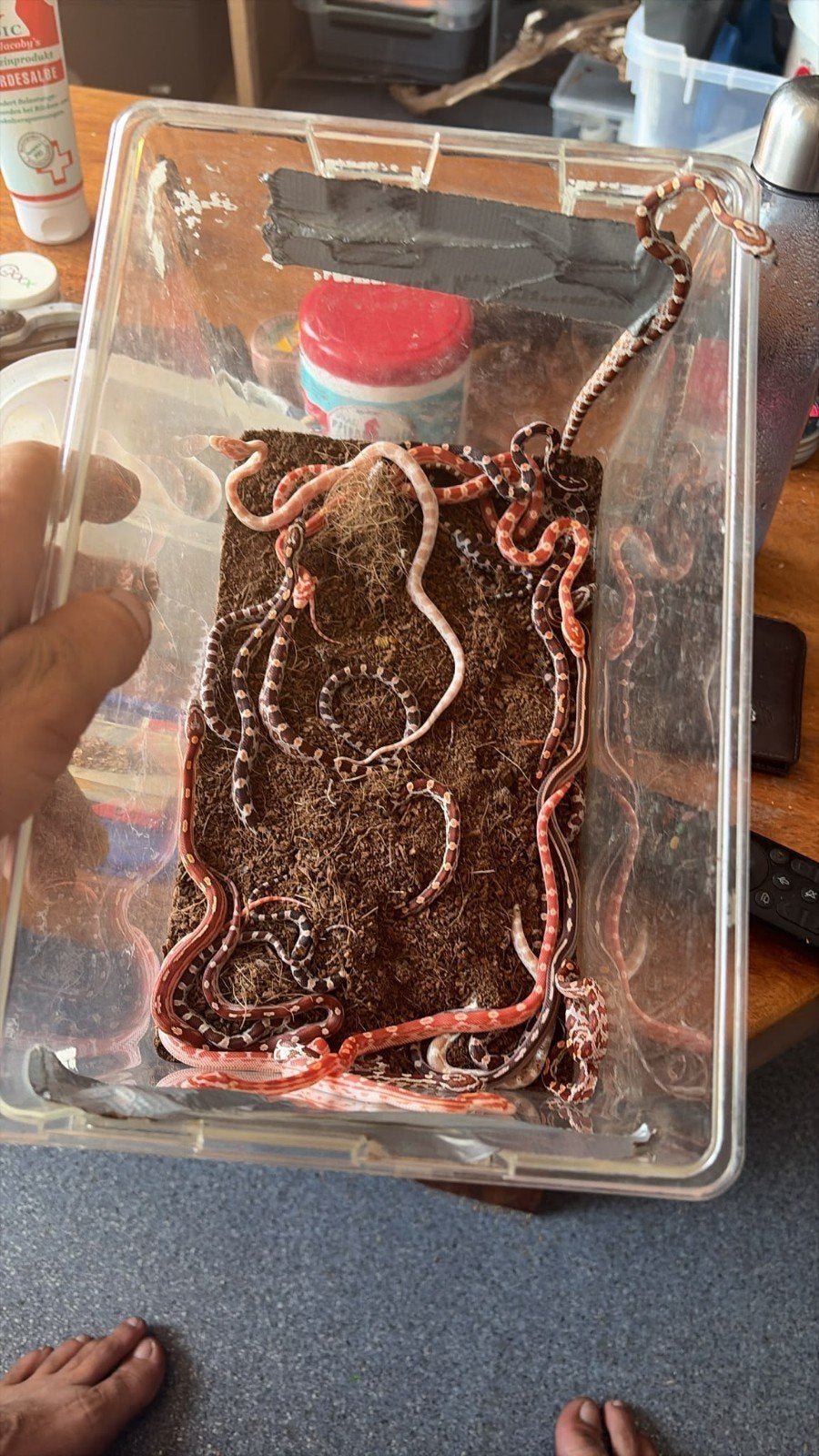 verschillende kleuren baby rattenslangen. Rat Snake photo 2
