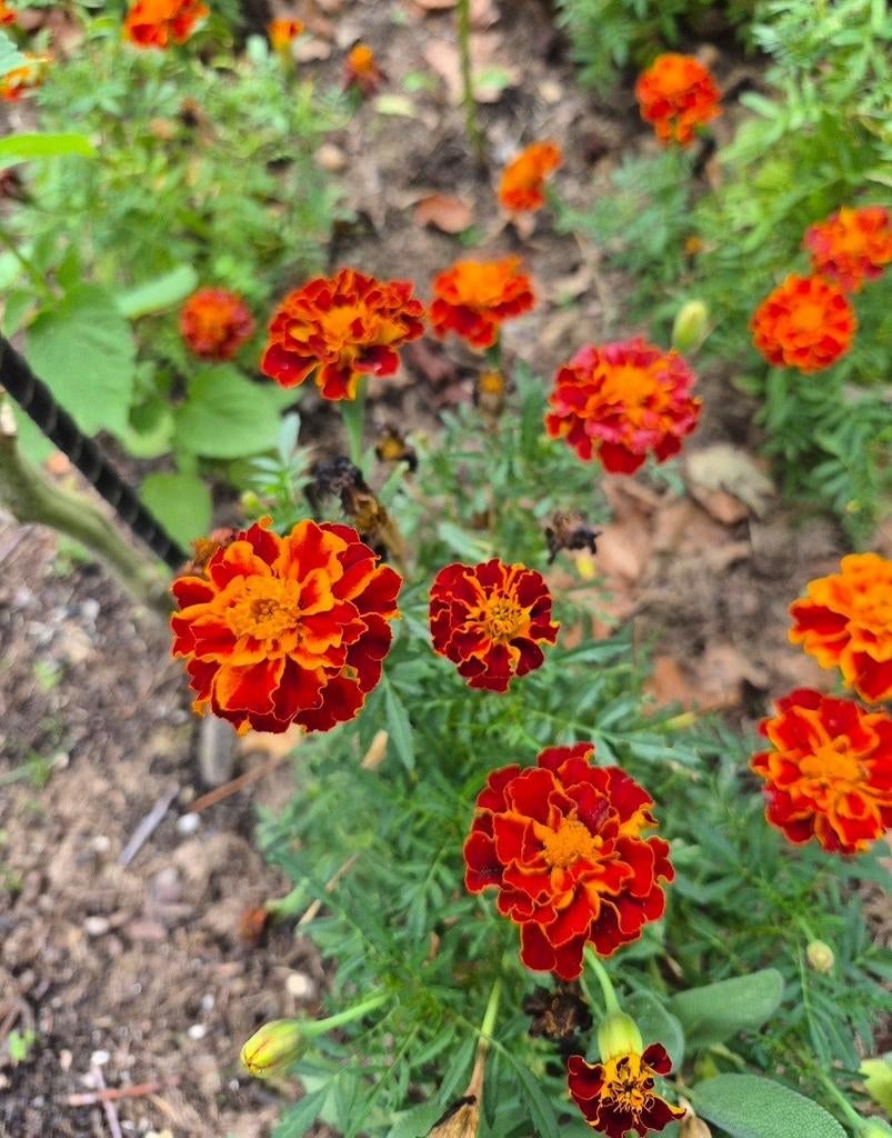 Afrikaantjes zaden mix, rood oranje geel, Ophalen of Verzenden, Volle zon