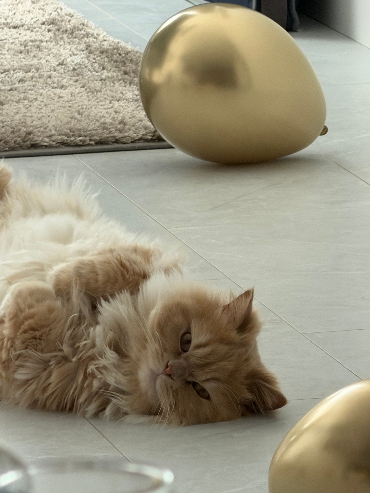 Mowgli zoekt een nieuw, liefdevol thuis., Kater