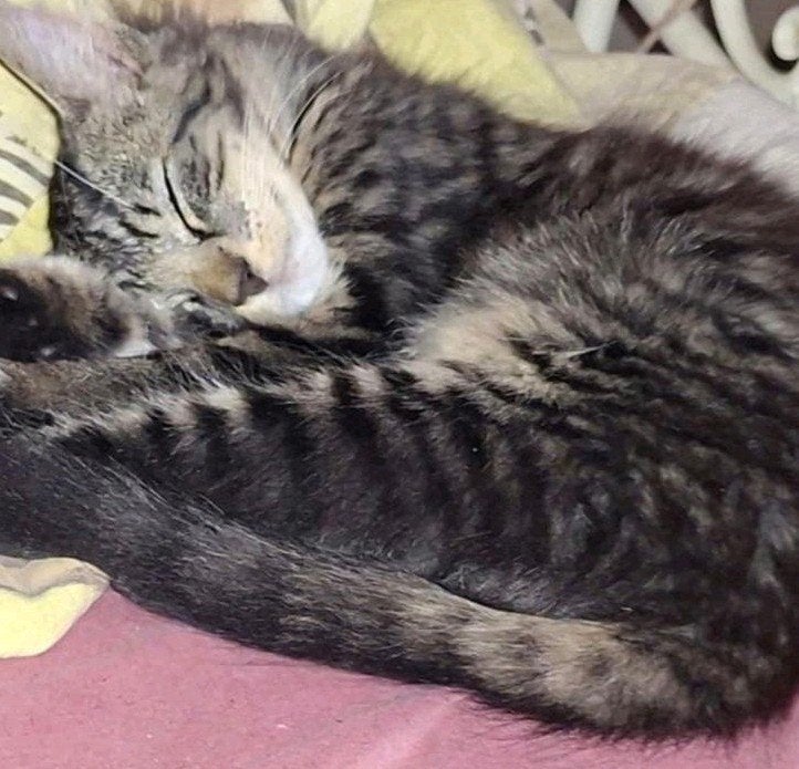 ❣️️ MOOIE, LIEVE EN GRAPPIGE KITTENS️❣️, Poes, Ontwormd, 0 tot 2 jaar