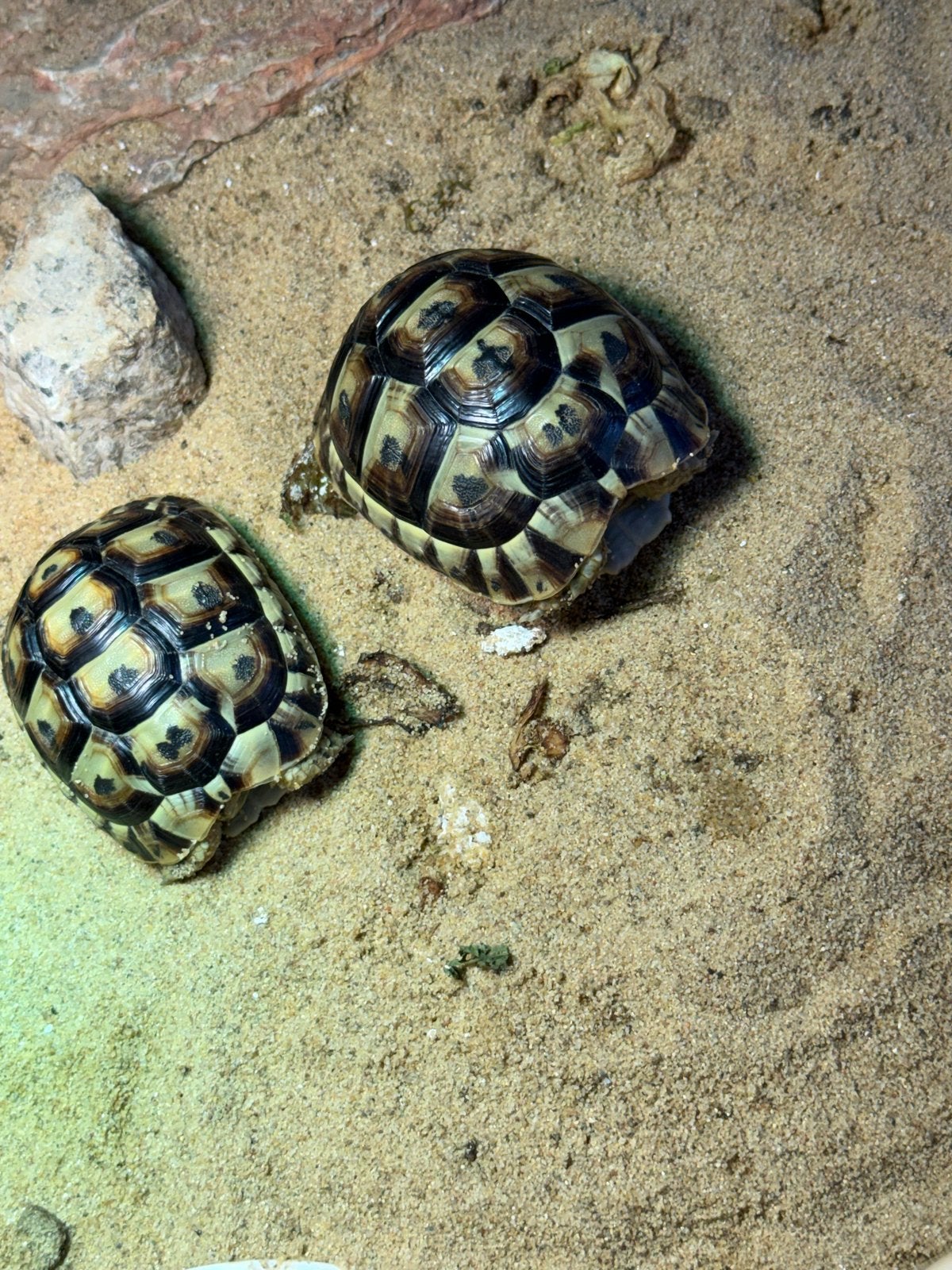 Moorse landschildpadden Tortoise - unknown for sale from sam