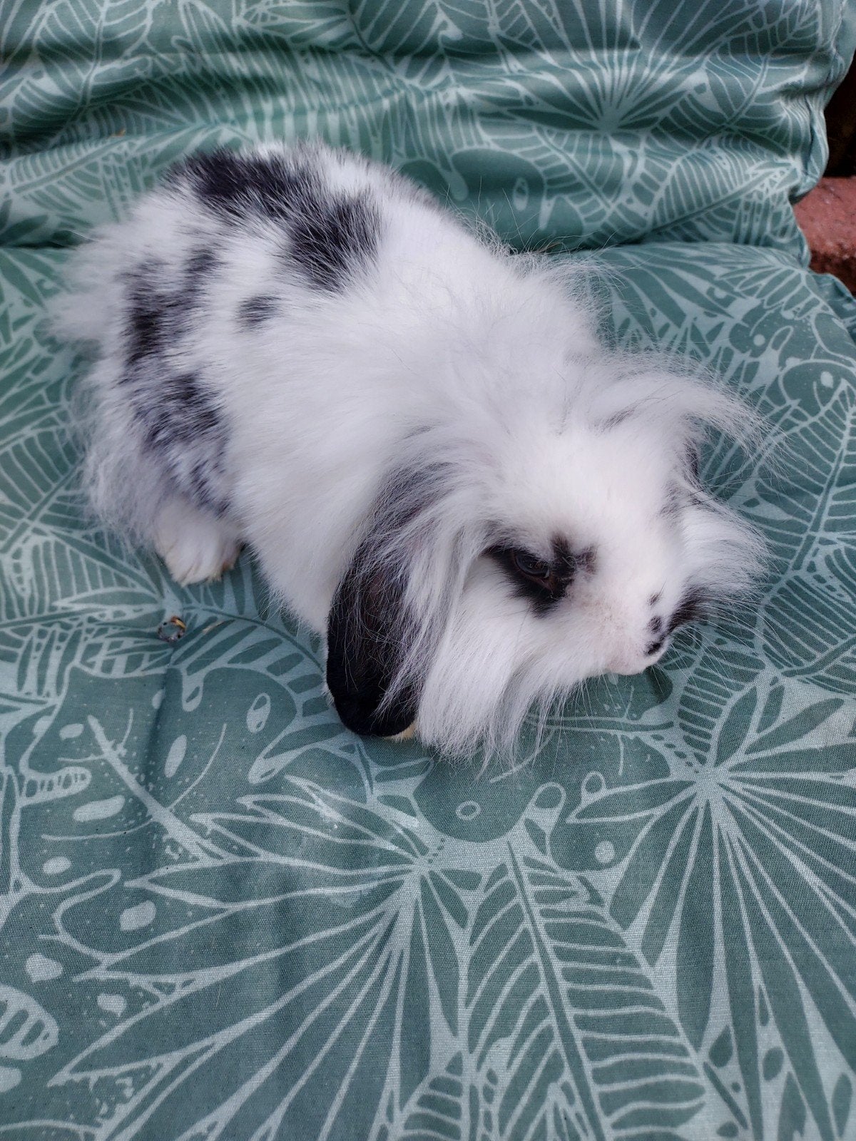 Zeer lief konijntje, ram. Zoekt een super huisje., Dieren en Toebehoren, Mannelijk, Klein, Hangoor, 0 tot 2 jaar