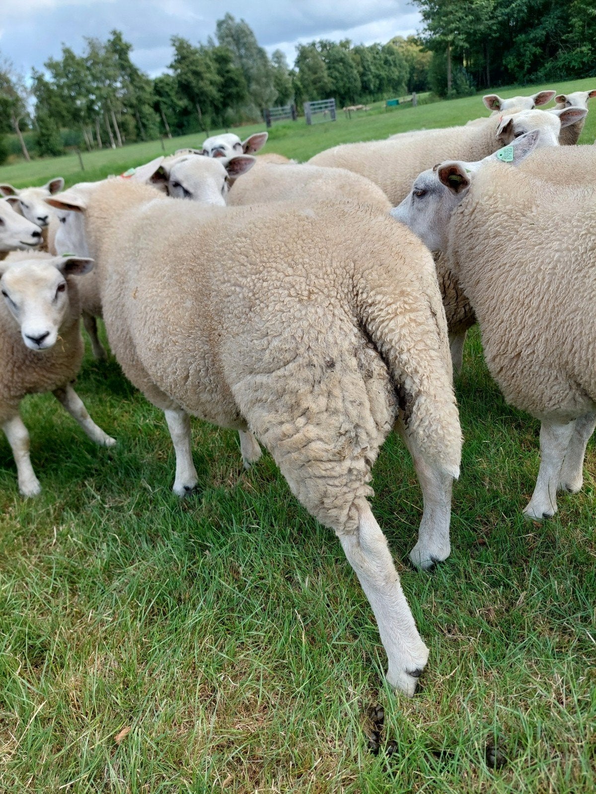 Dekrammen, Dieren en Toebehoren, Schapen, Geiten en Varkens, Mannelijk, Schaap