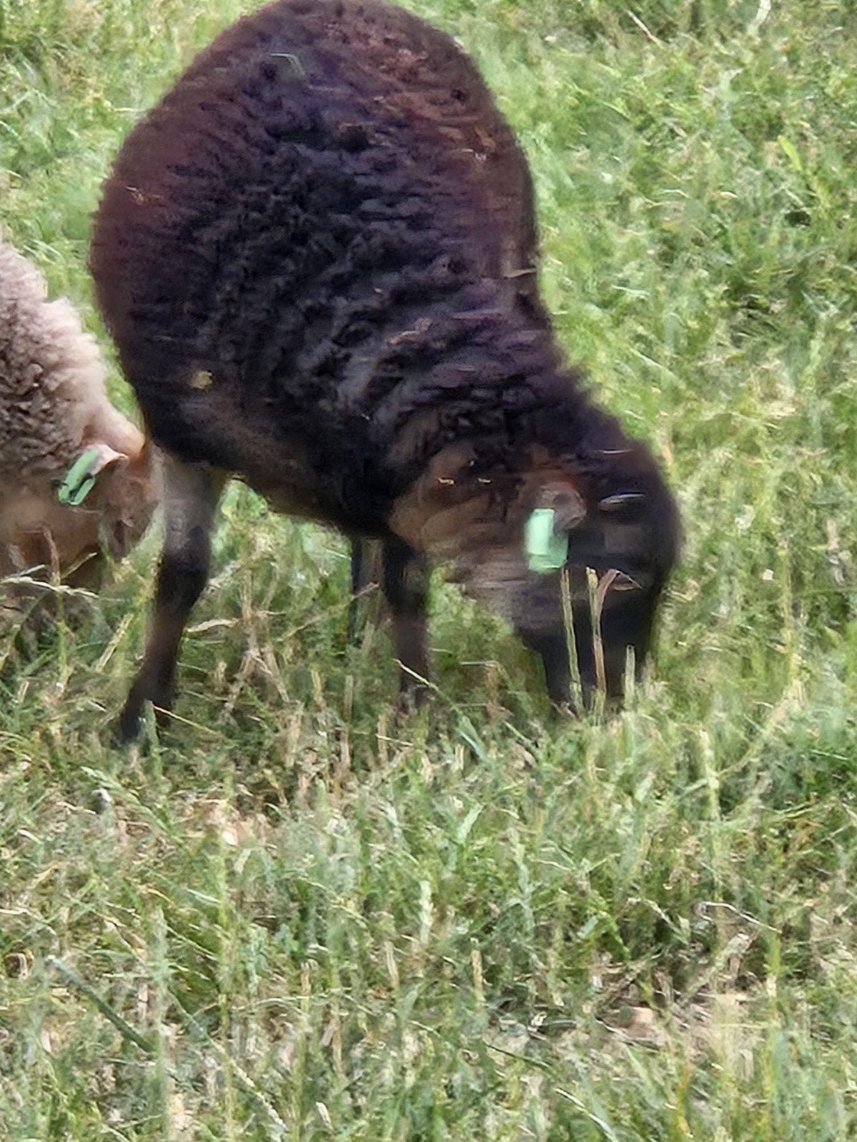 Ouessant schapen te koop, Mannelijk, Schaap