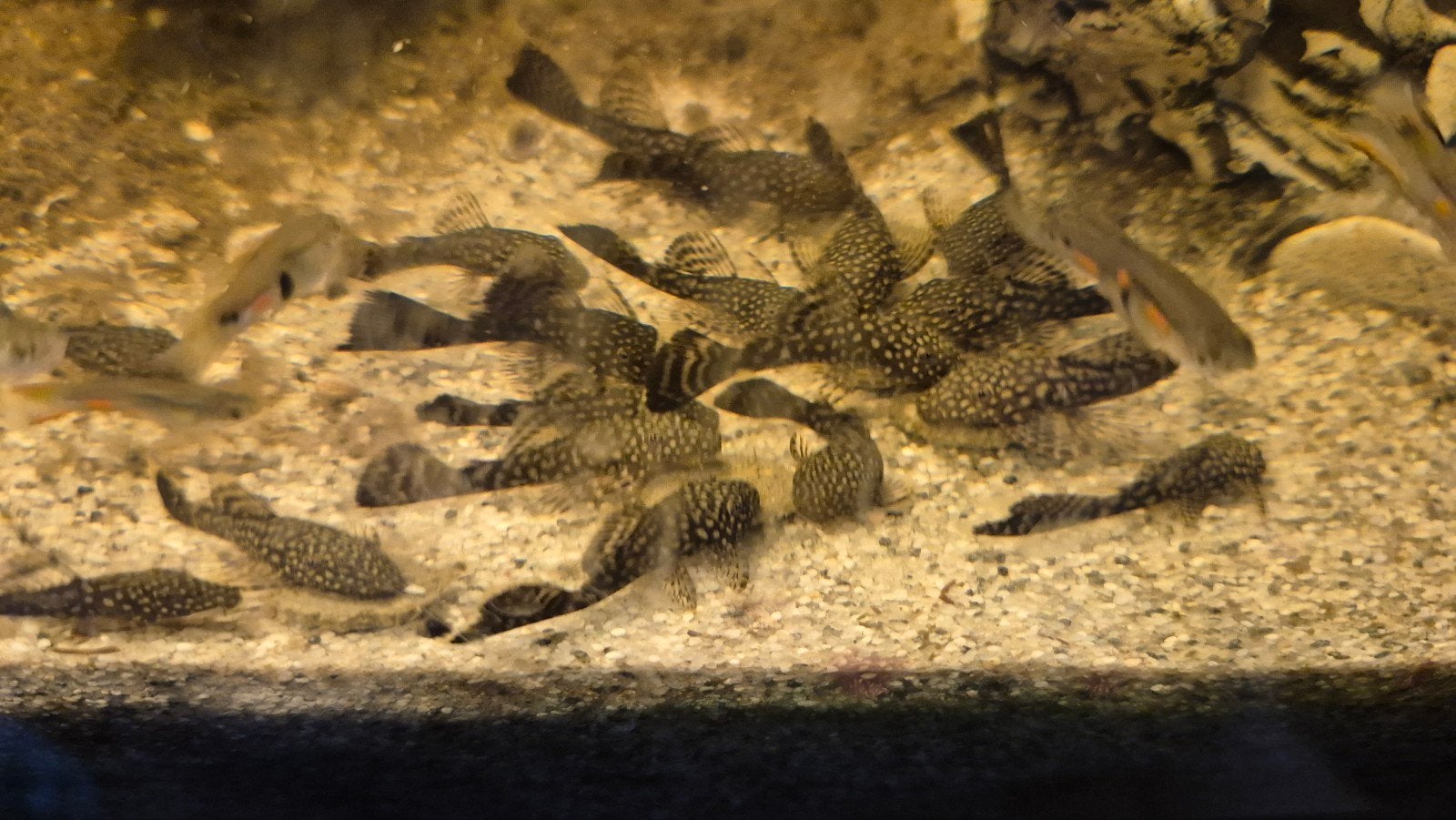 algeneter, ancistrus/longfinn, Vis
