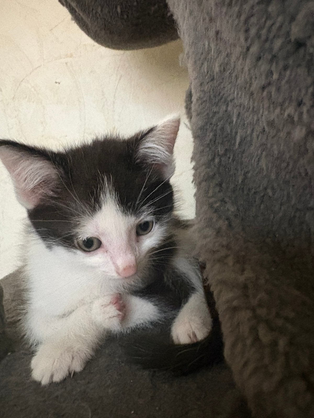 Nog 1 mooie kitten die het nestje mag verlaten., Dieren en Toebehoren, 0 tot 2 jaar