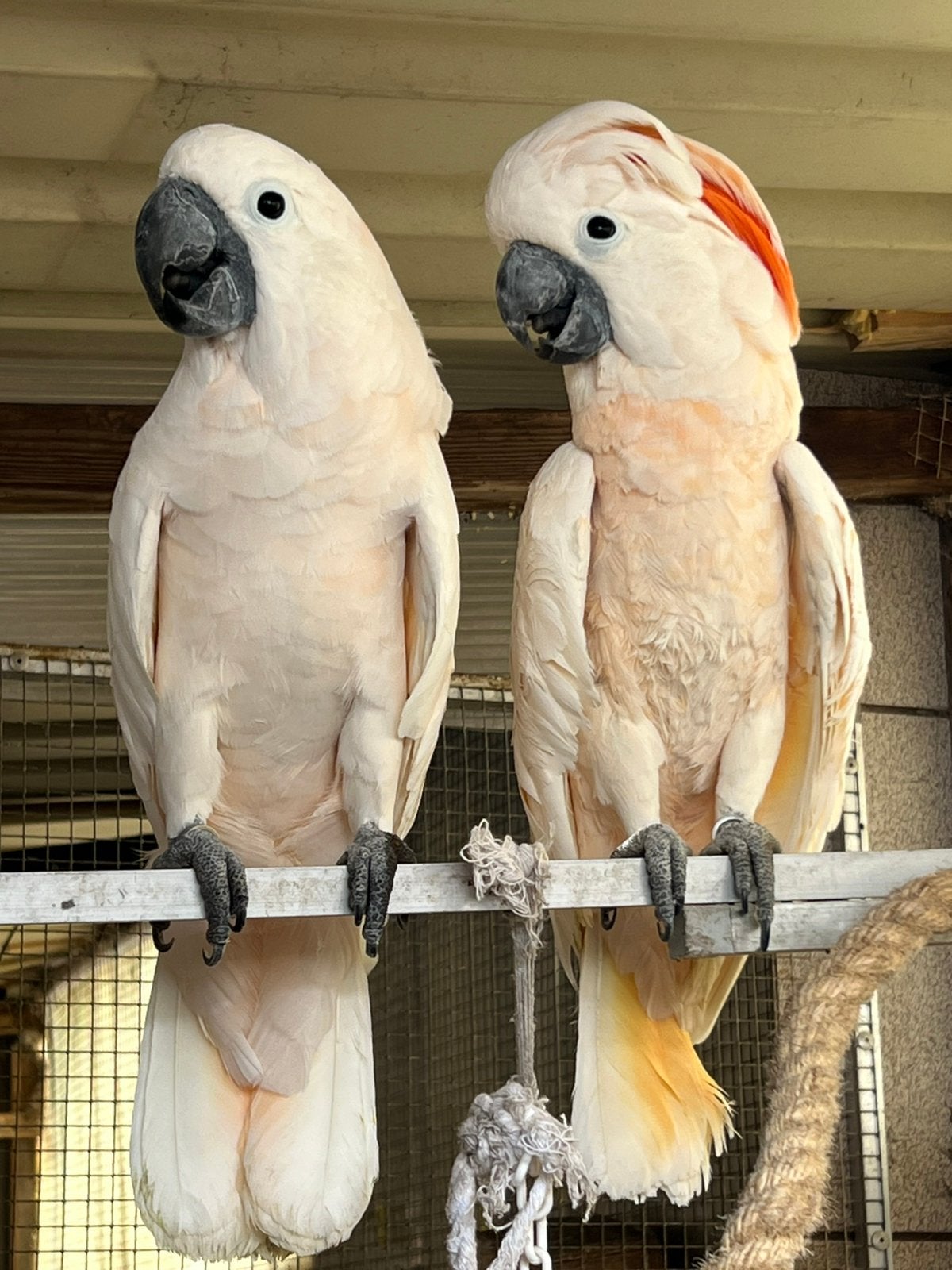 1-1 Molukken kaketoe | Cacatua Moluccensis, Meerdere dieren, Papegaai, Pratend