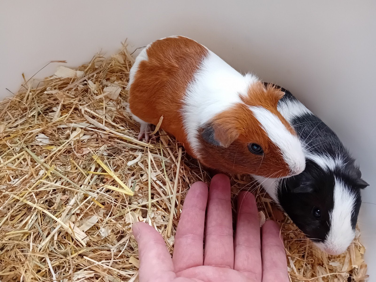 cavia beertjes, Cavia, Augustus, Mannelijk, Tam