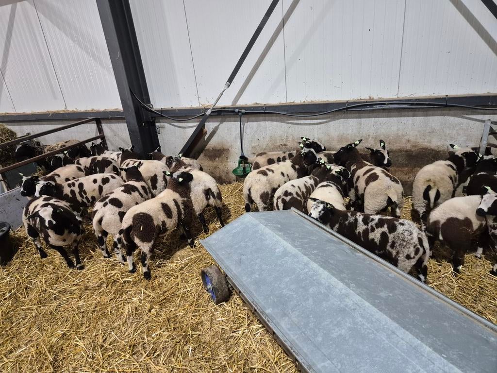 Bonte dek bokken, Dieren en Toebehoren, Mannelijk, Schaap, 0 tot 2 jaar