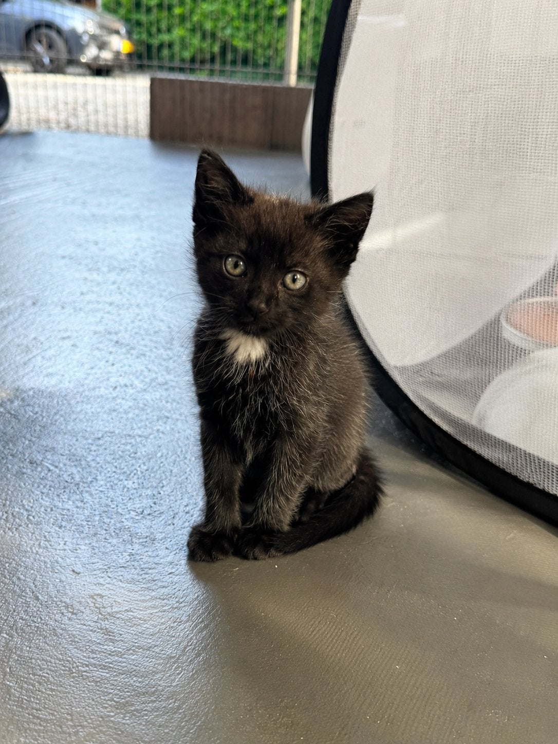 Knappe kittens te koop, Kater, Ontwormd