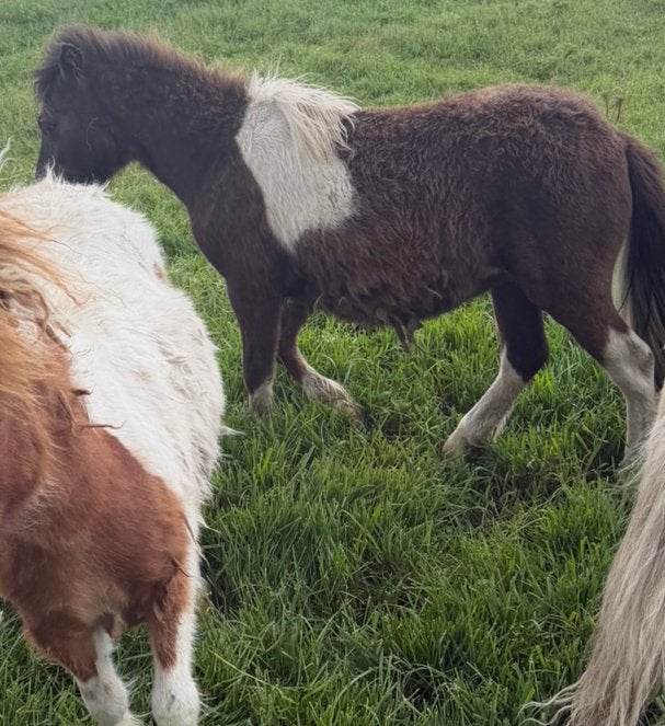 Gezocht mini merrie shetlanders, Dieren en Toebehoren, Pony's, Merrie, A pony (tot 1.17m), Gechipt, 3 tot 6 jaar