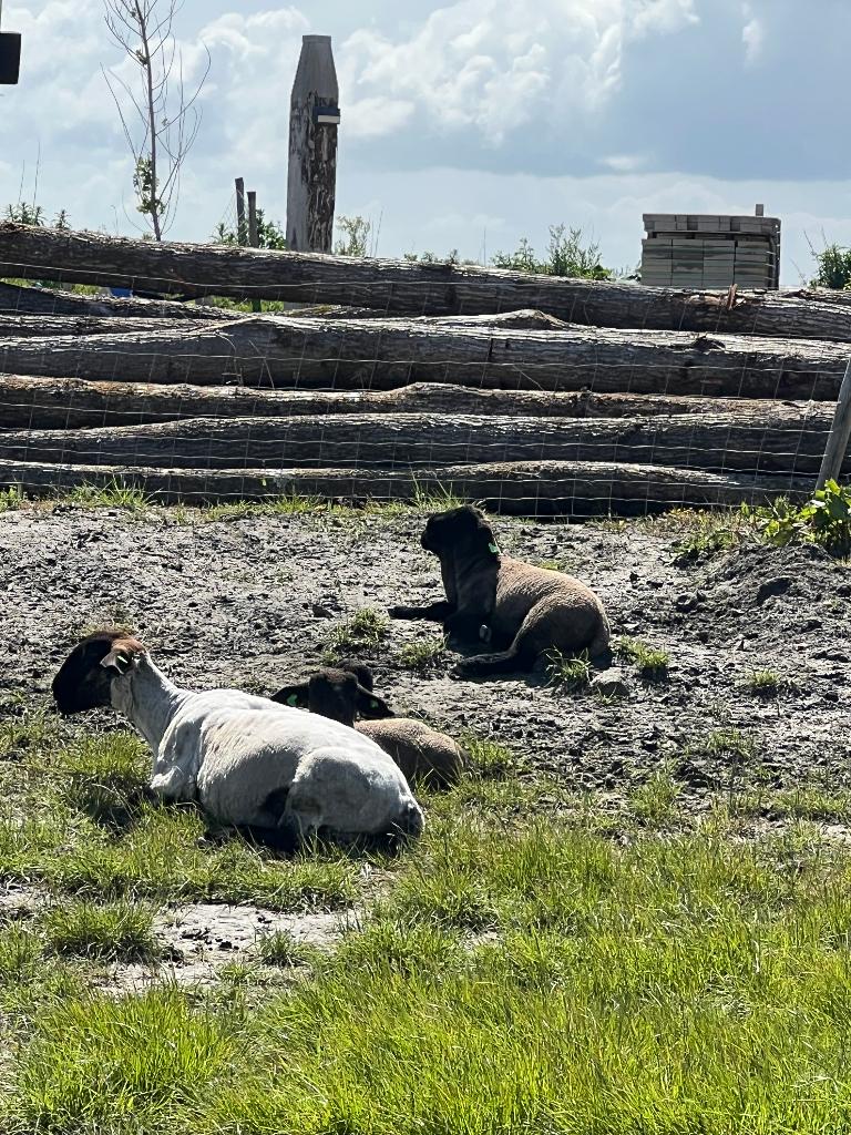 Suffolk lammeren, Dieren en Toebehoren, Schapen, Geiten en Varkens, Meerdere dieren, Schaap, 0 tot 2 jaar