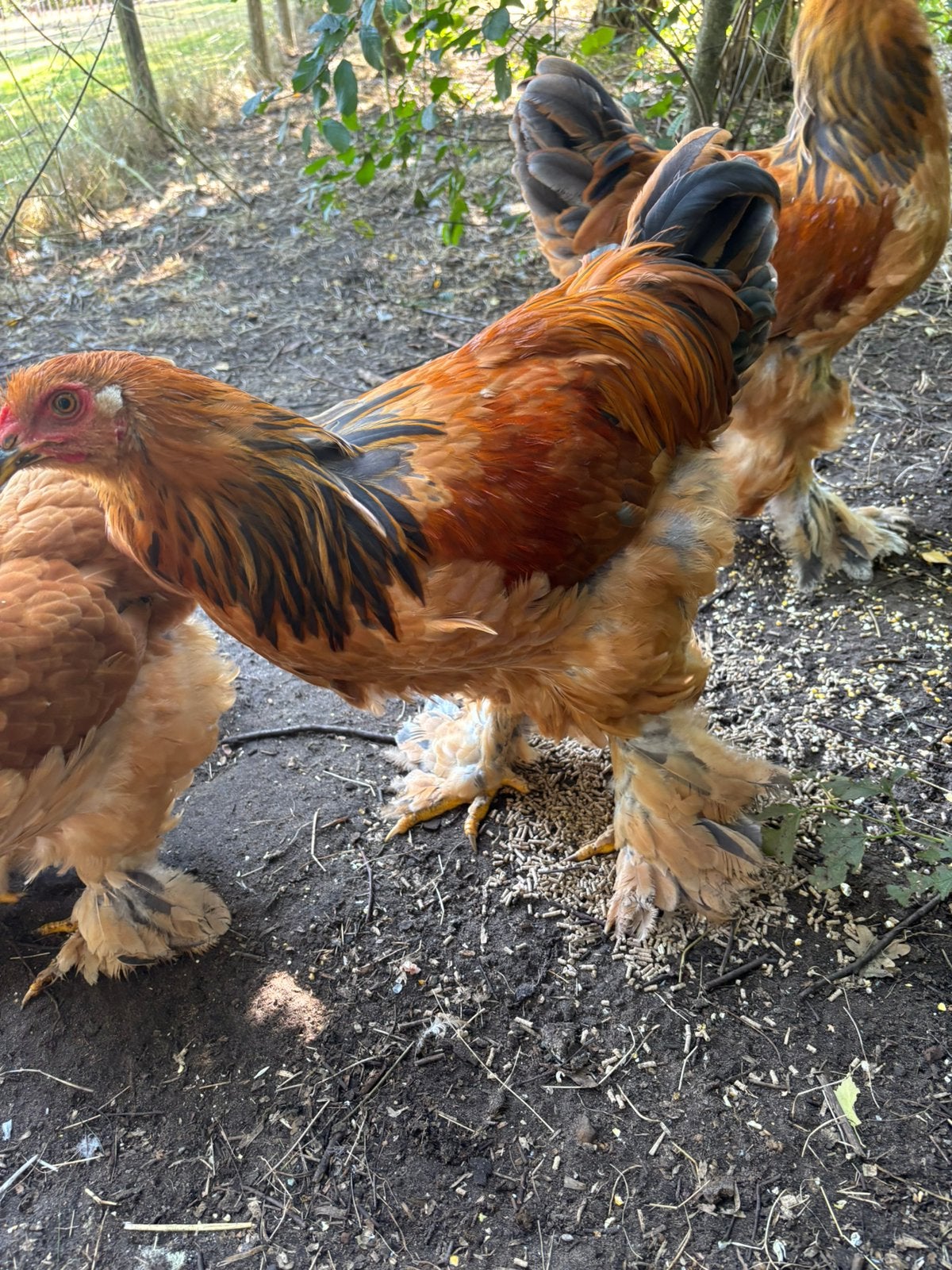 Jonge Brahma columbia buff haan, Dieren en Toebehoren, Mannelijk, Kip