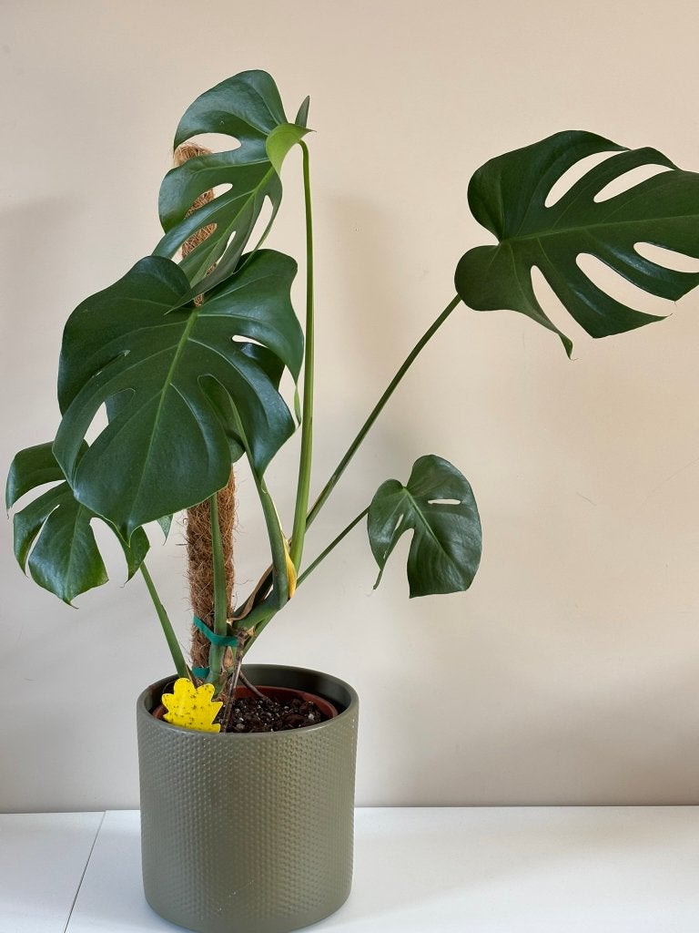 Monstera Deliciosa (90 cm), Ophalen, Overige soorten, Halfschaduw, Minder dan 100 cm