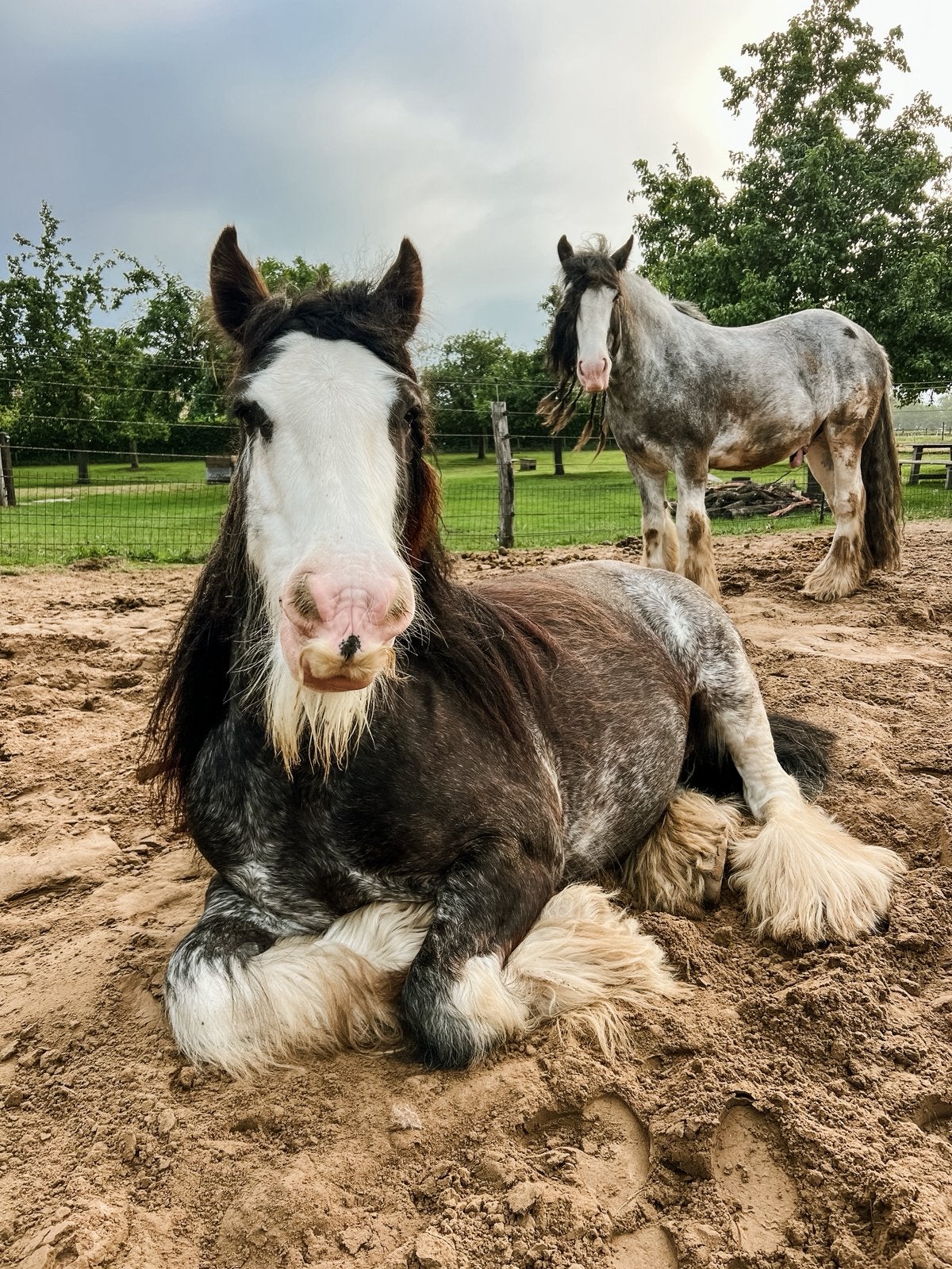 Gezocht: verzorger voor twee Tinkers