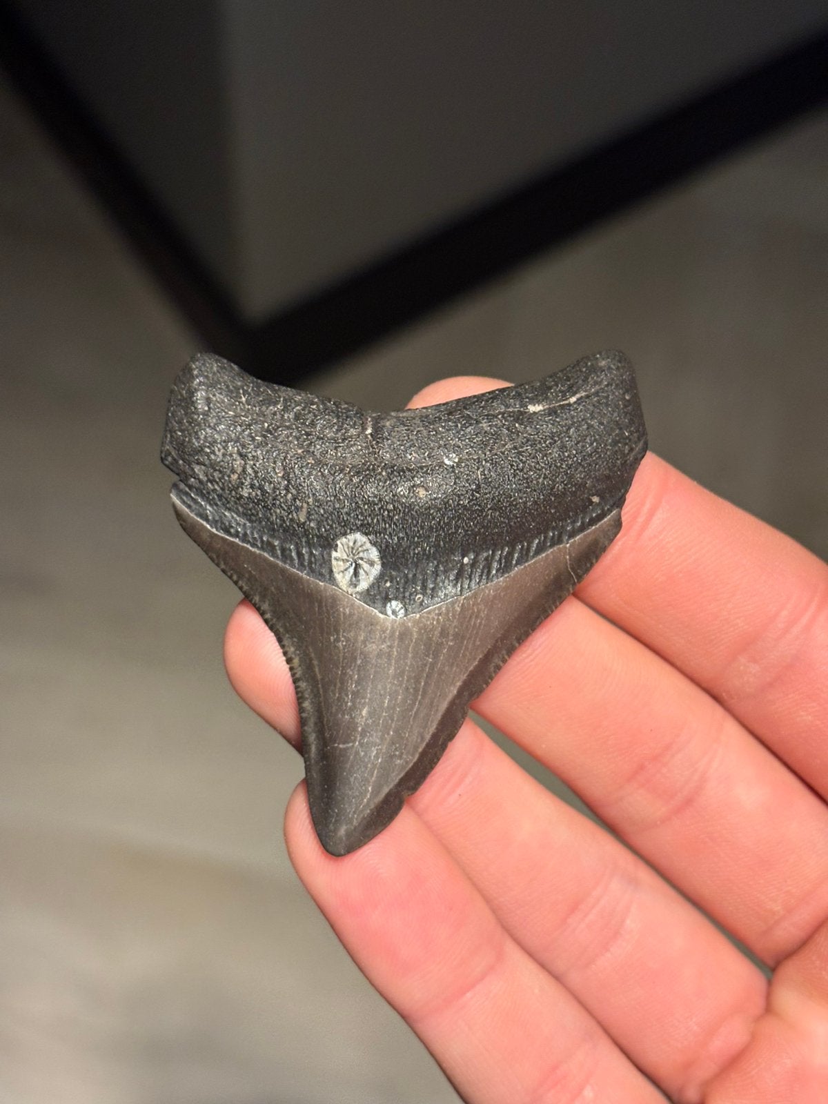 Megalodon haaientand fossiel Georgia, Verzamelen, Ophalen of Verzenden, Fossiel