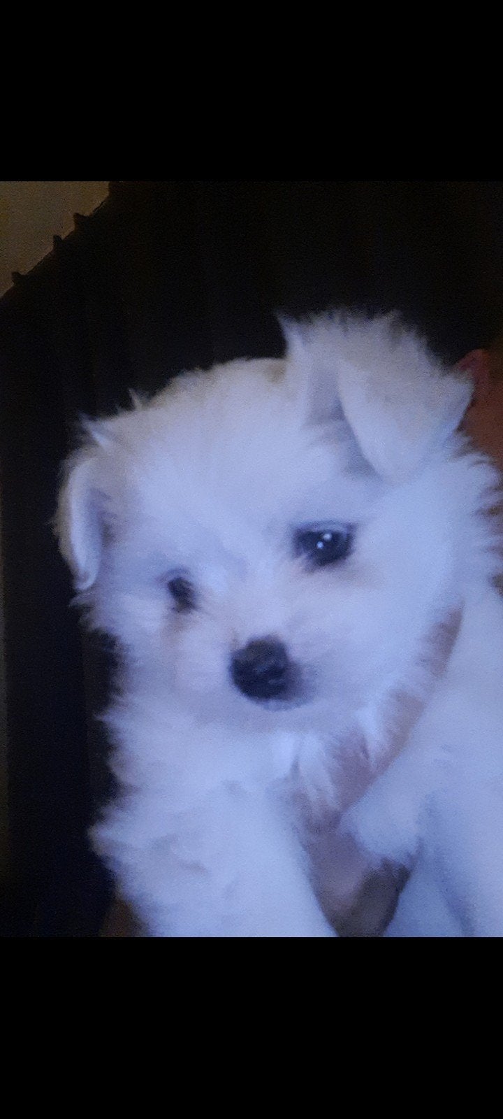 Boomer x Pomsky pups, Meerdere, Meerdere dieren, Nederland, Particulier