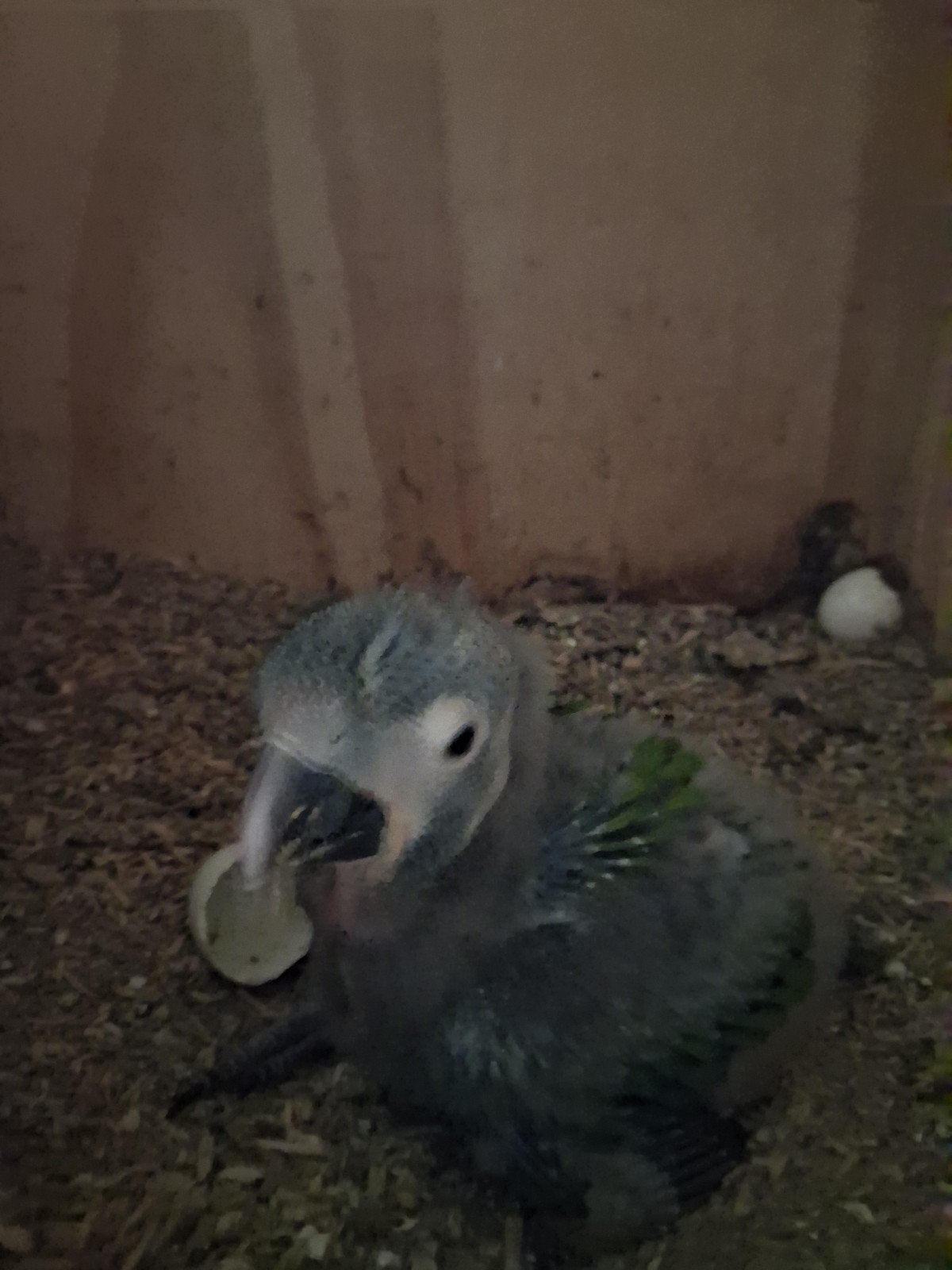 ara maracana, Meerdere dieren, Papegaai, Geringd