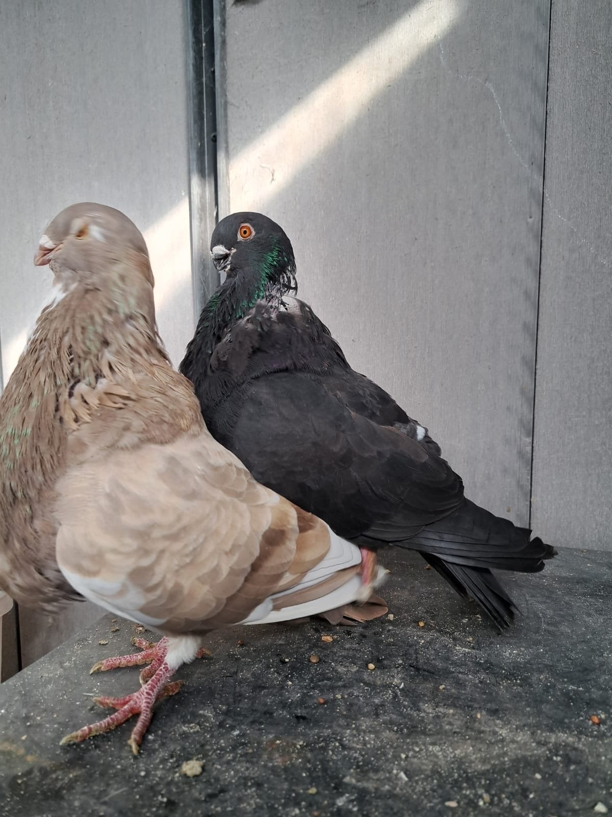 Prachtig duiven koppel, Dieren en Toebehoren, Meerdere dieren, Kropper