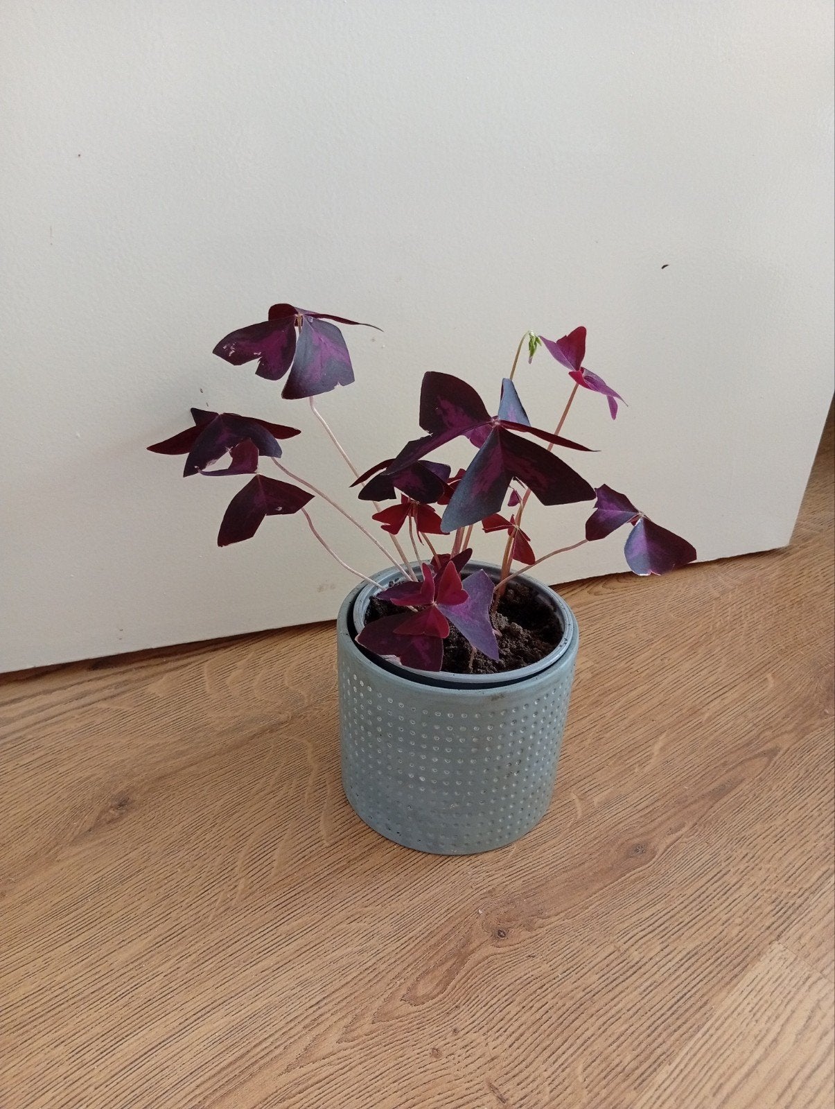 vlinder  plant (Oxalis)., Ophalen of Verzenden, Halfschaduw, Minder dan 100 cm