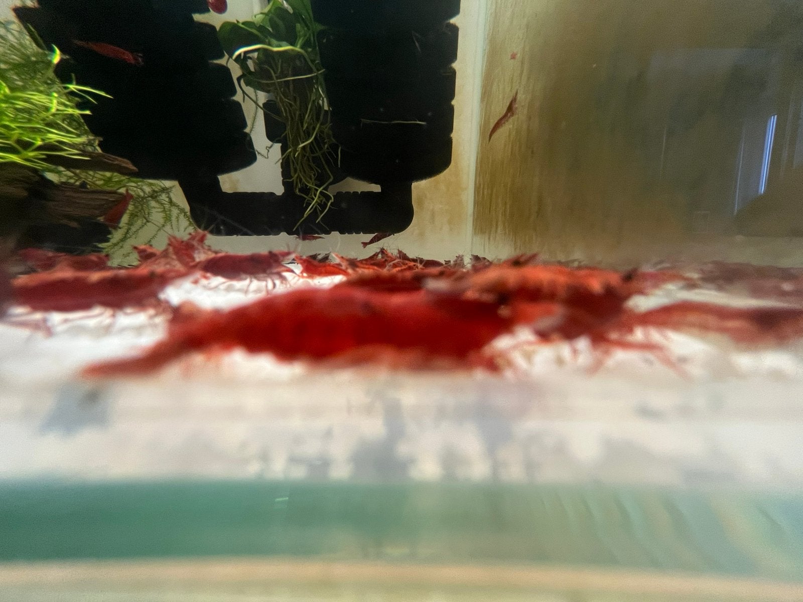 Bloody Mary Garnalen – Dieprode Neocaridina, Kreeft, Krab of Garnaal