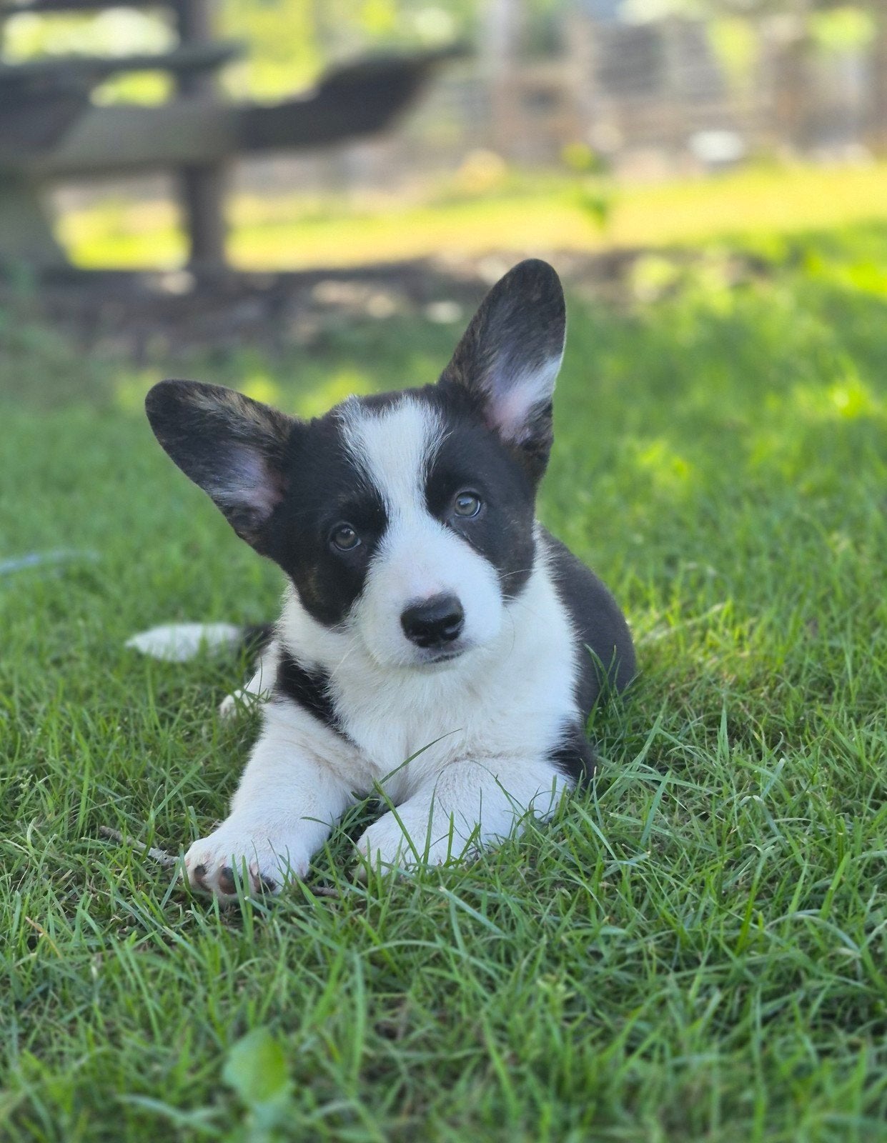Welsh corgi pups cardigan bij klik direct mee, 8 tot 15 weken, Meerdere, Meerdere dieren, Nederland