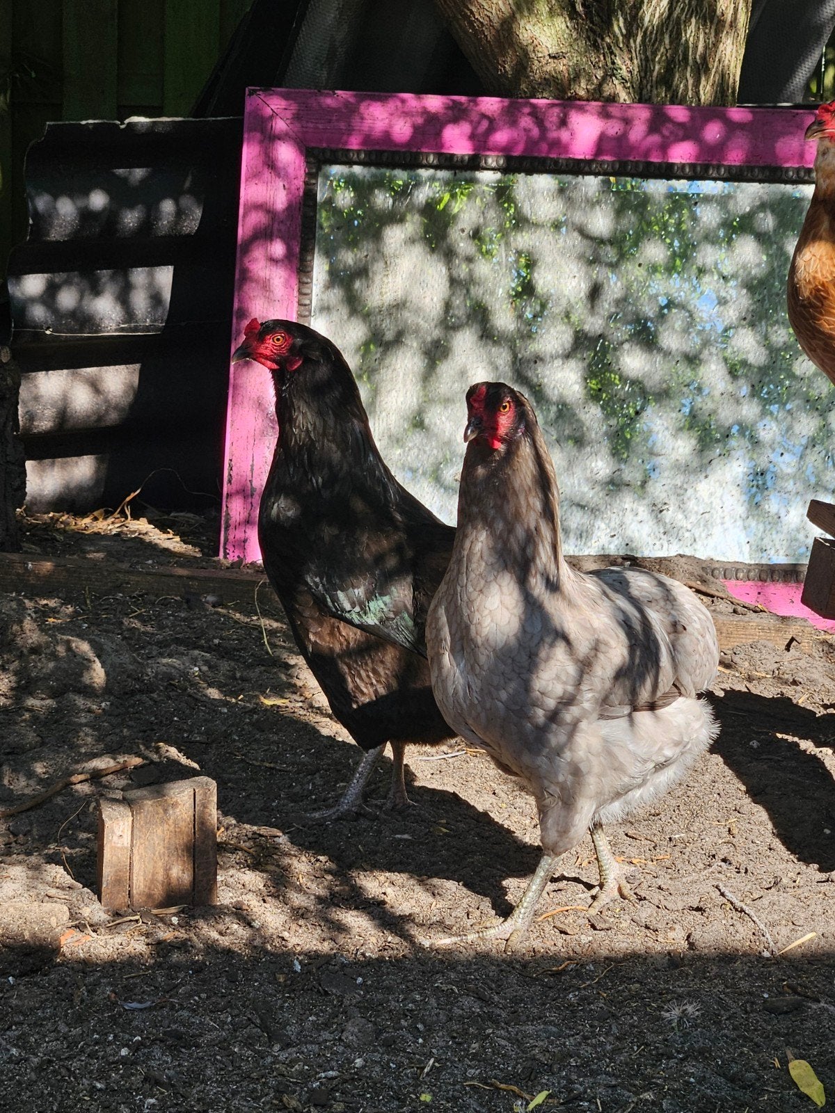 2 jonge araucana hennen, Dieren en Toebehoren, Pluimvee, Vrouwelijk, Kip