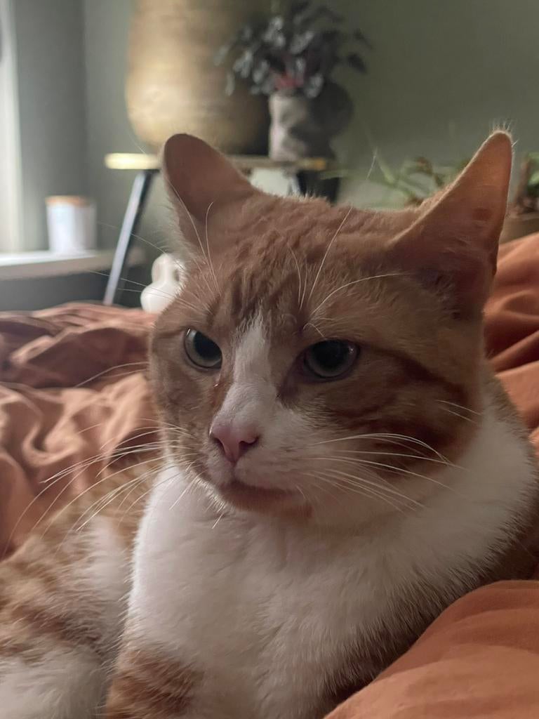 Mo / kat vermist Rotterdam