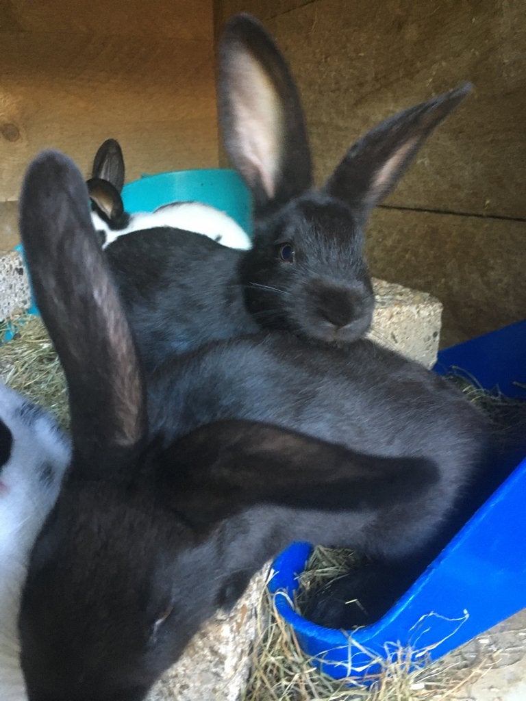 Lotharinger konijnen, tam ( 7 weken -  ingeënt), Dieren en Toebehoren, Meerdere dieren, Middelgroot, 0 tot 2 jaar