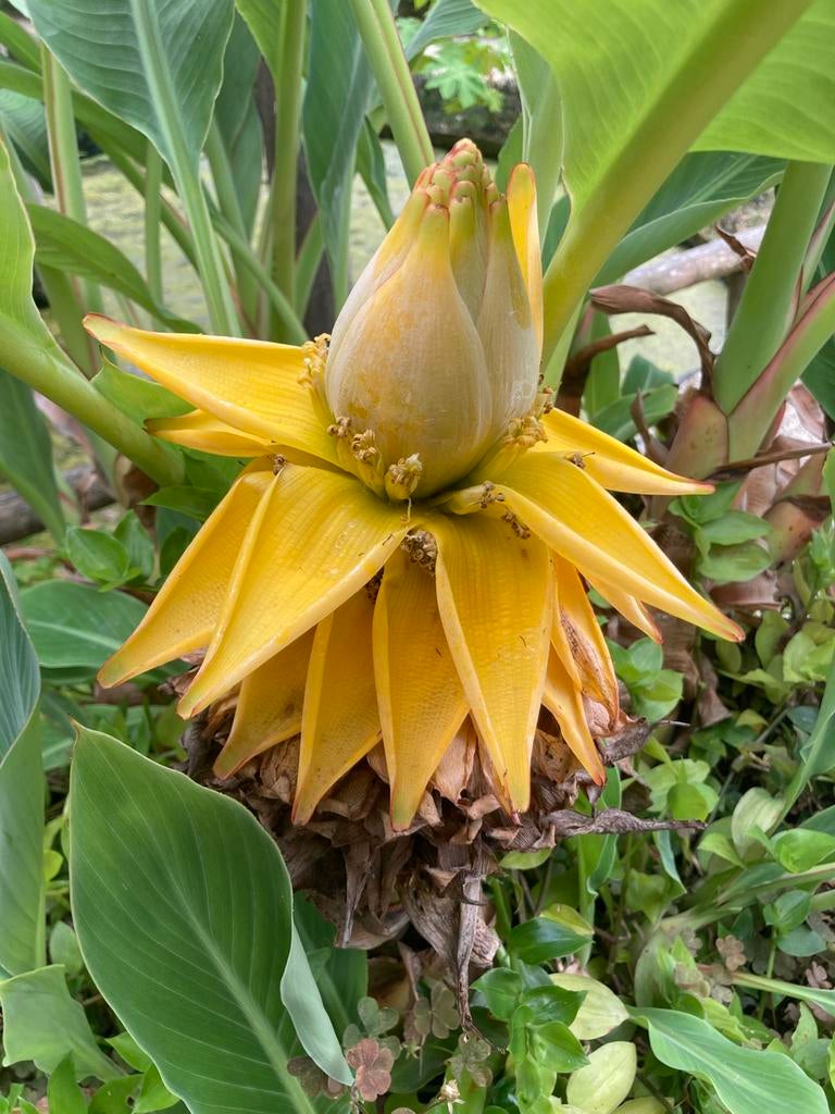 Musella Lasiocarpa Lotusbanaan, Tuin en Terras, Planten | Tuinplanten, Ophalen, Overige soorten, Volle zon