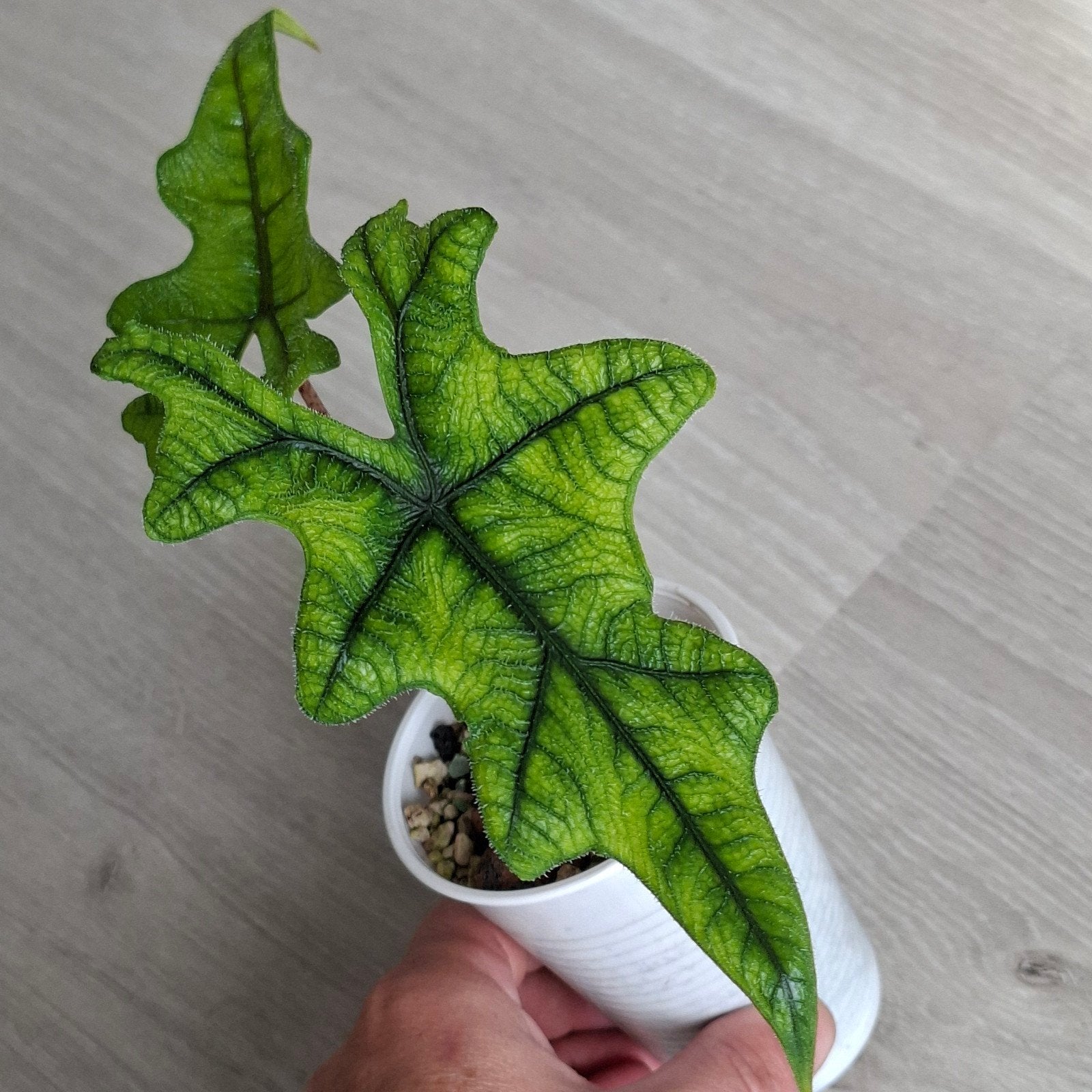 Alocasia Tandurusa Jacklyn plant, Ophalen of Verzenden, Halfschaduw, Minder dan 100 cm