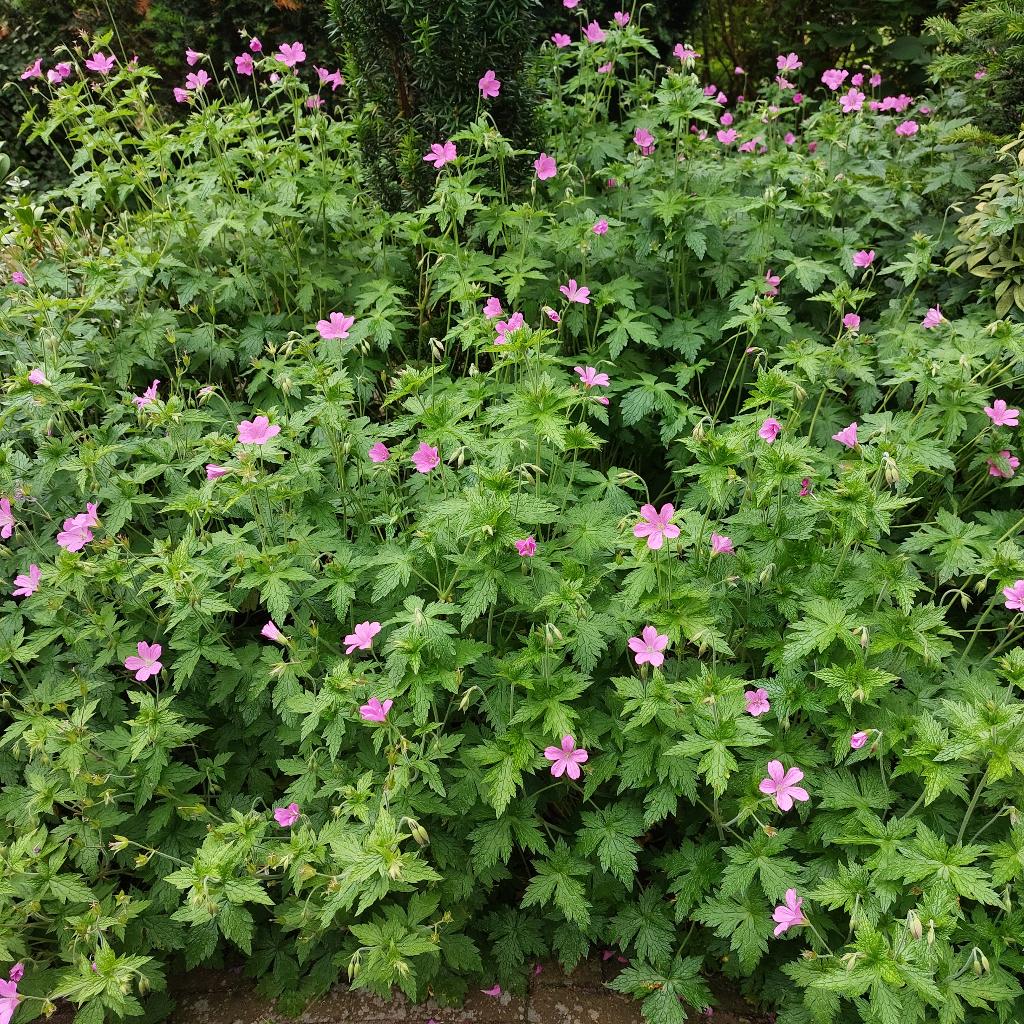 roze geranium, Ophalen, Bodembedekkers, Vaste plant, Halfschaduw