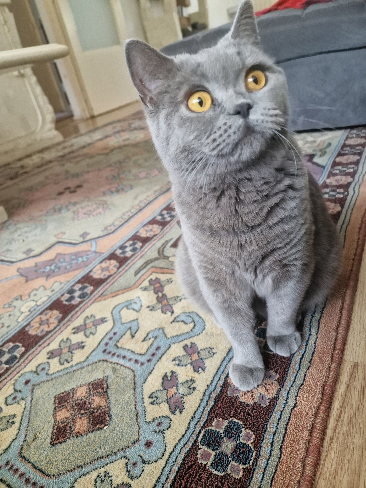 Britse Korthaar, Dieren en Toebehoren, Katten en Kittens | Raskatten | Korthaar, Poes, Ontwormd, 0 tot 2 jaar