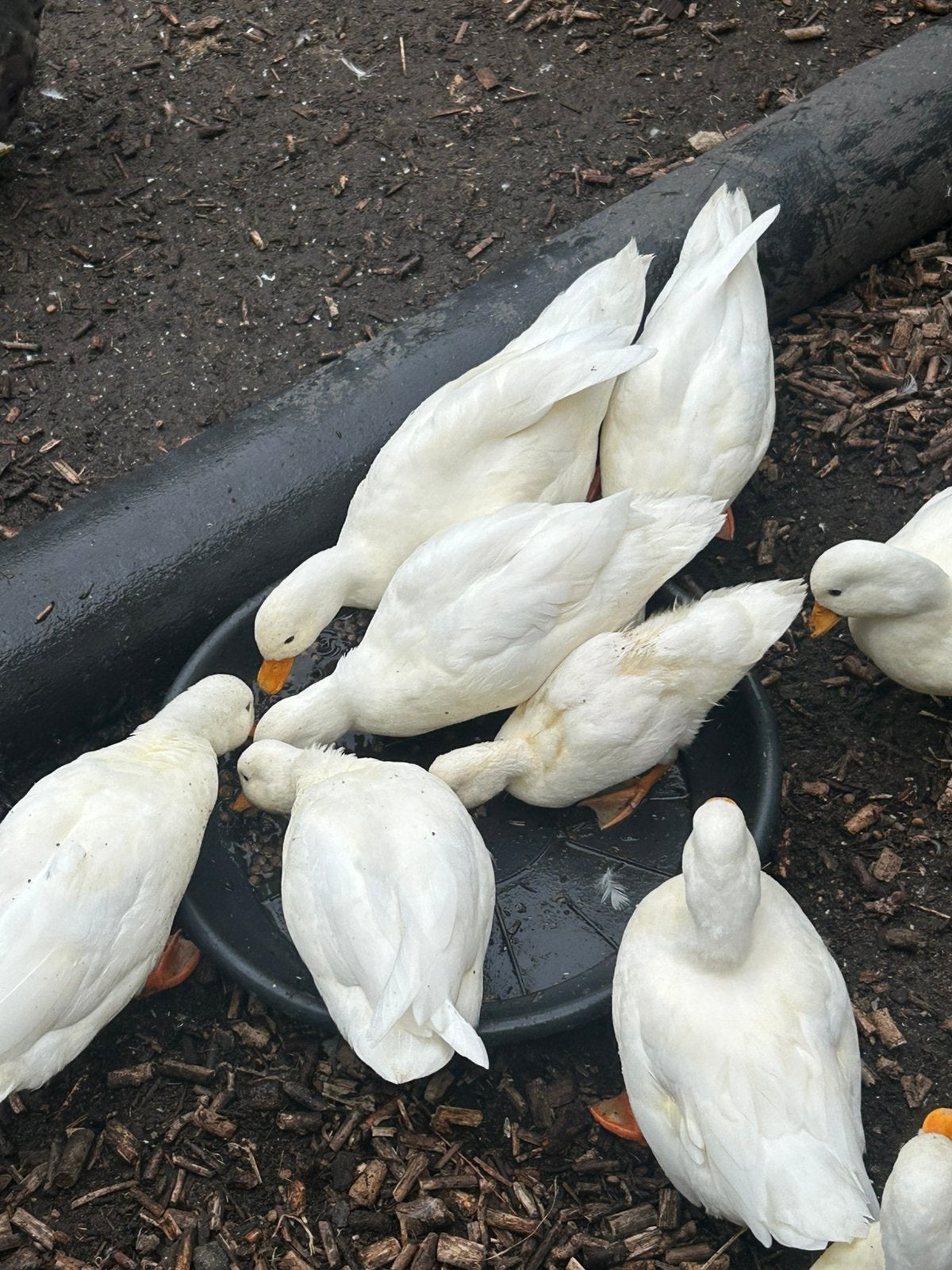 Witte kwakertjes aangeboden, Dieren en Toebehoren, Vrouwelijk, Kip