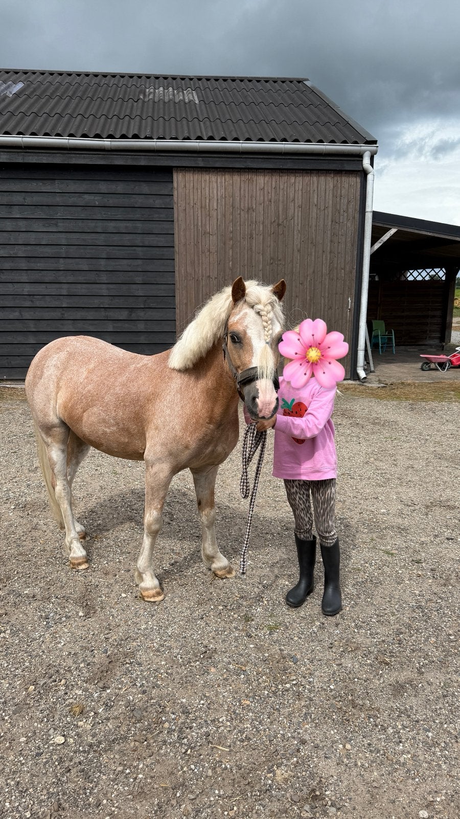 Lieve Welsh A-pony ruin Goldie, Dieren en Toebehoren, B, Ruin, A pony (tot 1.17m), Ontwormd