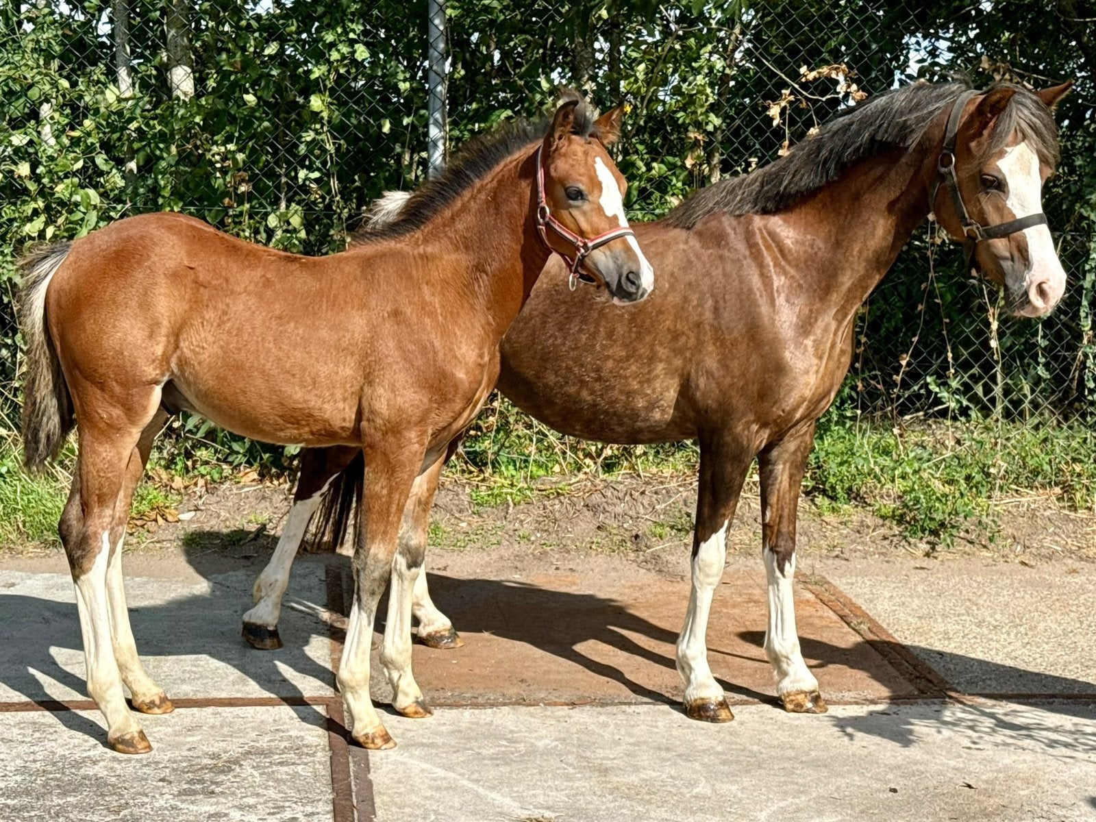 Prachtige Welsh sectie B met veulen Priestwood Sonnet, Dieren en Toebehoren, Pony's, Met stamboom, Niet van toepassing, C pony (1.27m tot 1.37m)