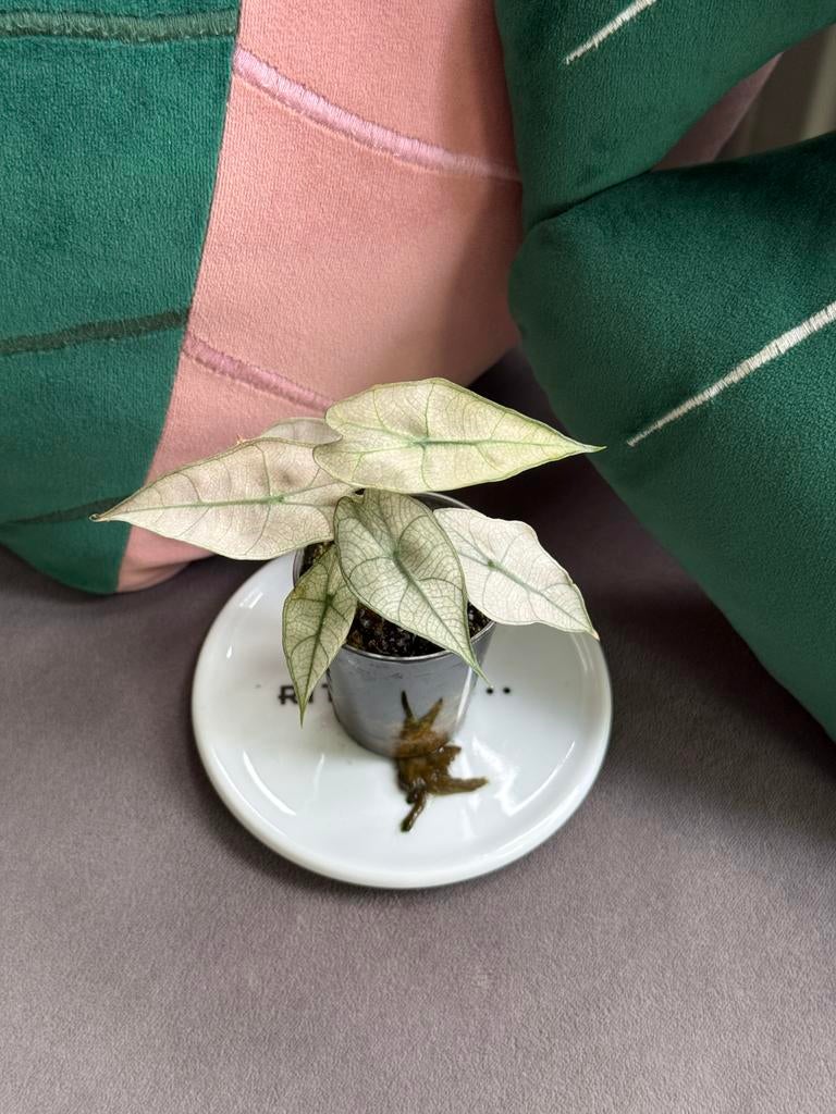 Alocasia Amazonica Pink Mint variegata, Ophalen of Verzenden, Halfschaduw, Minder dan 100 cm
