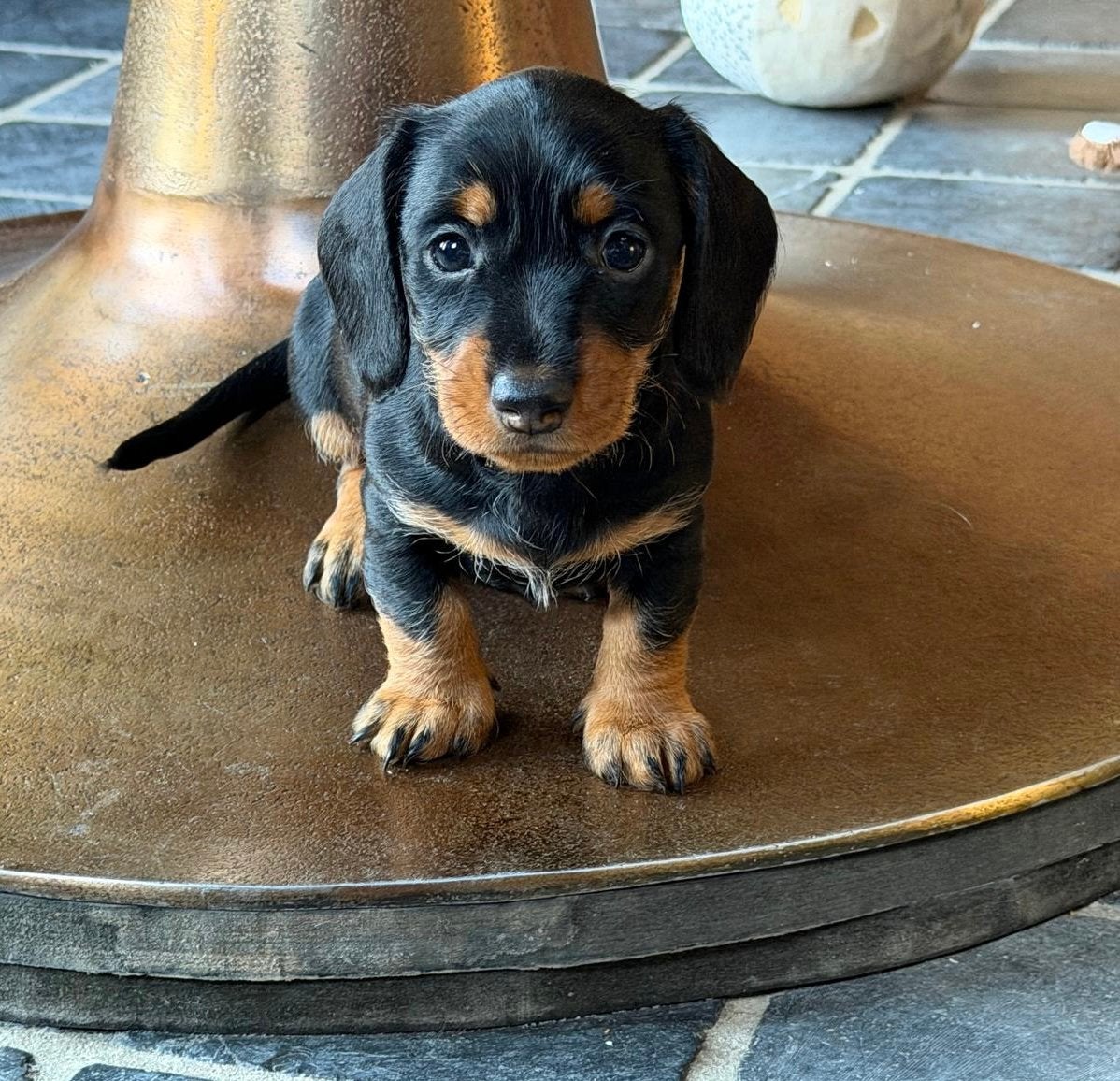 Teckel pups Black&tan Choco&tan, Standaard, 8 tot 15 weken, Meerdere, Meerdere dieren