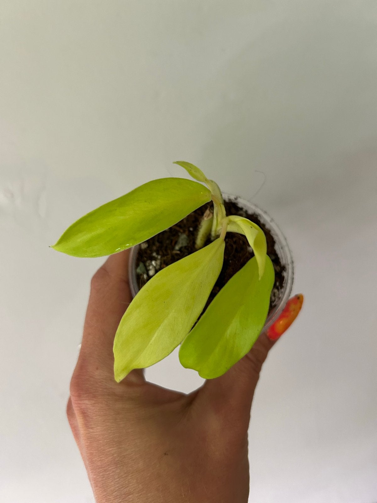 Philodendron Thai Sunrise - Jonge plant, Overige soorten, In pot, Minder dan 100 cm, Groene kamerplant