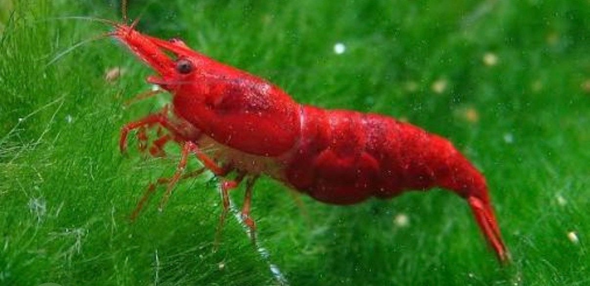 Red Cherry / Red Sakura Neocaridina garnalen – eigen kweek, Dieren en Toebehoren