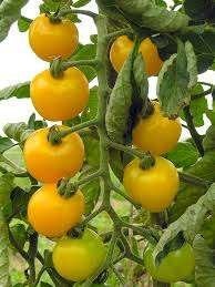 Tomatenplanten zoete cherry- / kers- / cocktail – tomaten, Tuin en Terras, Volle zon, Eenjarig, Zomer, Ophalen